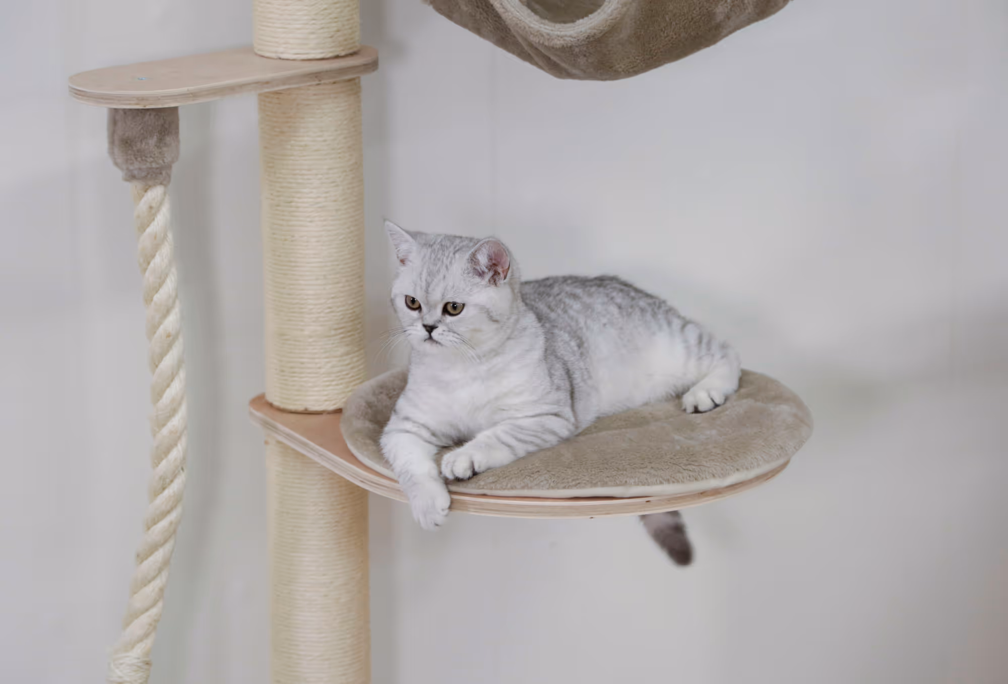 Arbre à chat mural Dolomit Grappa, taupe, 158cm