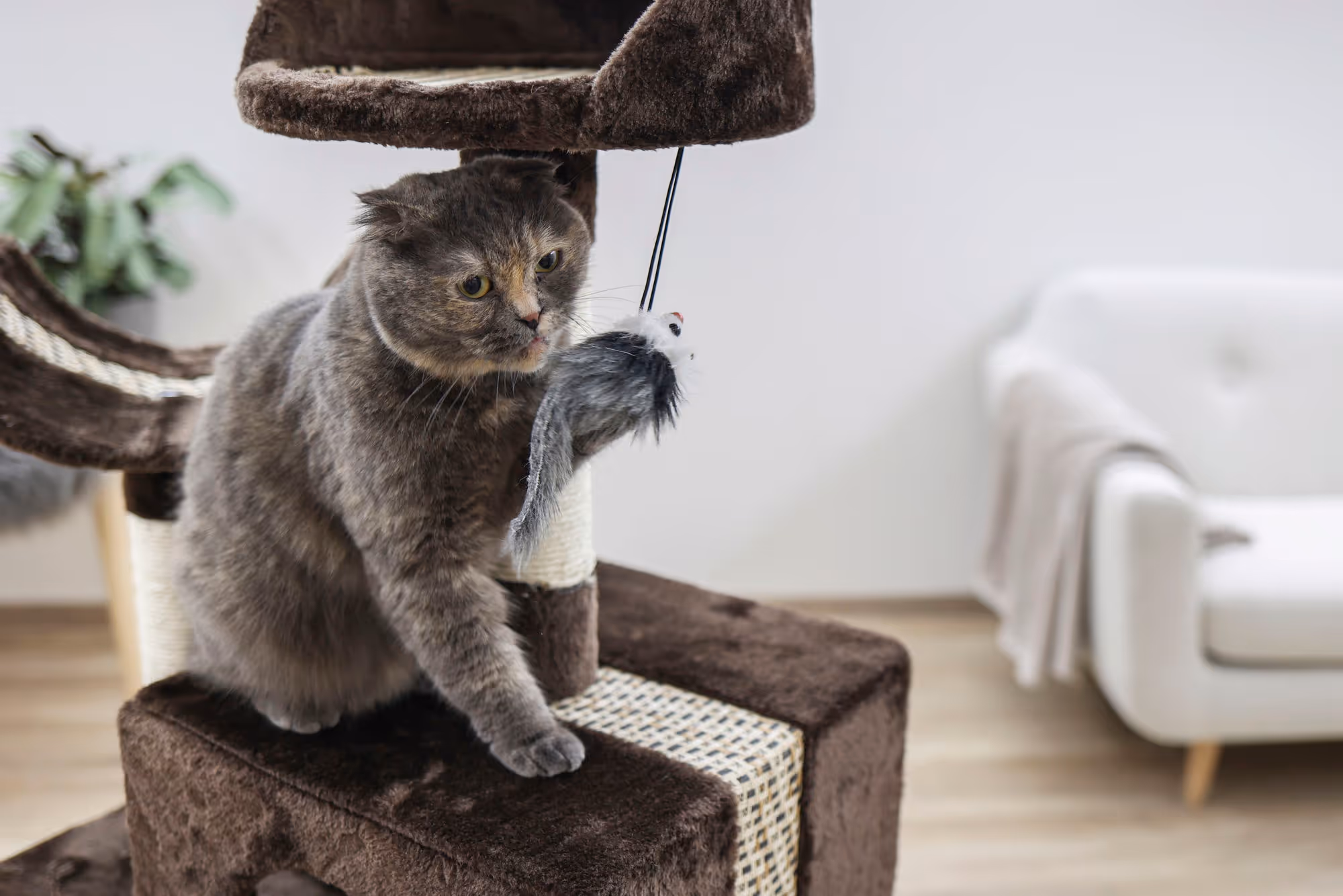 Arbre à chat Safari Big brun foncé, 122cm