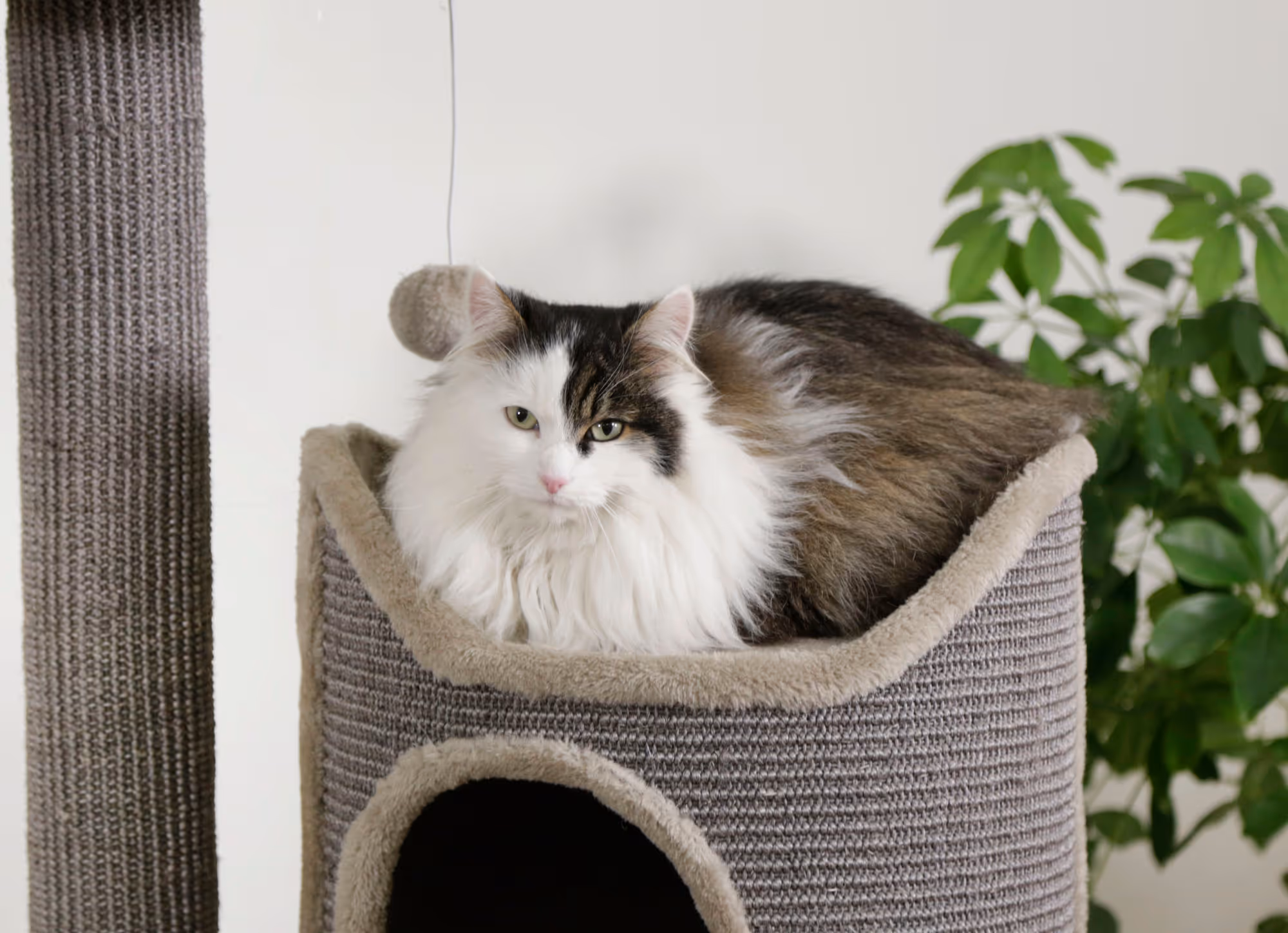 Arbre à chat Tiana gris, 130cm