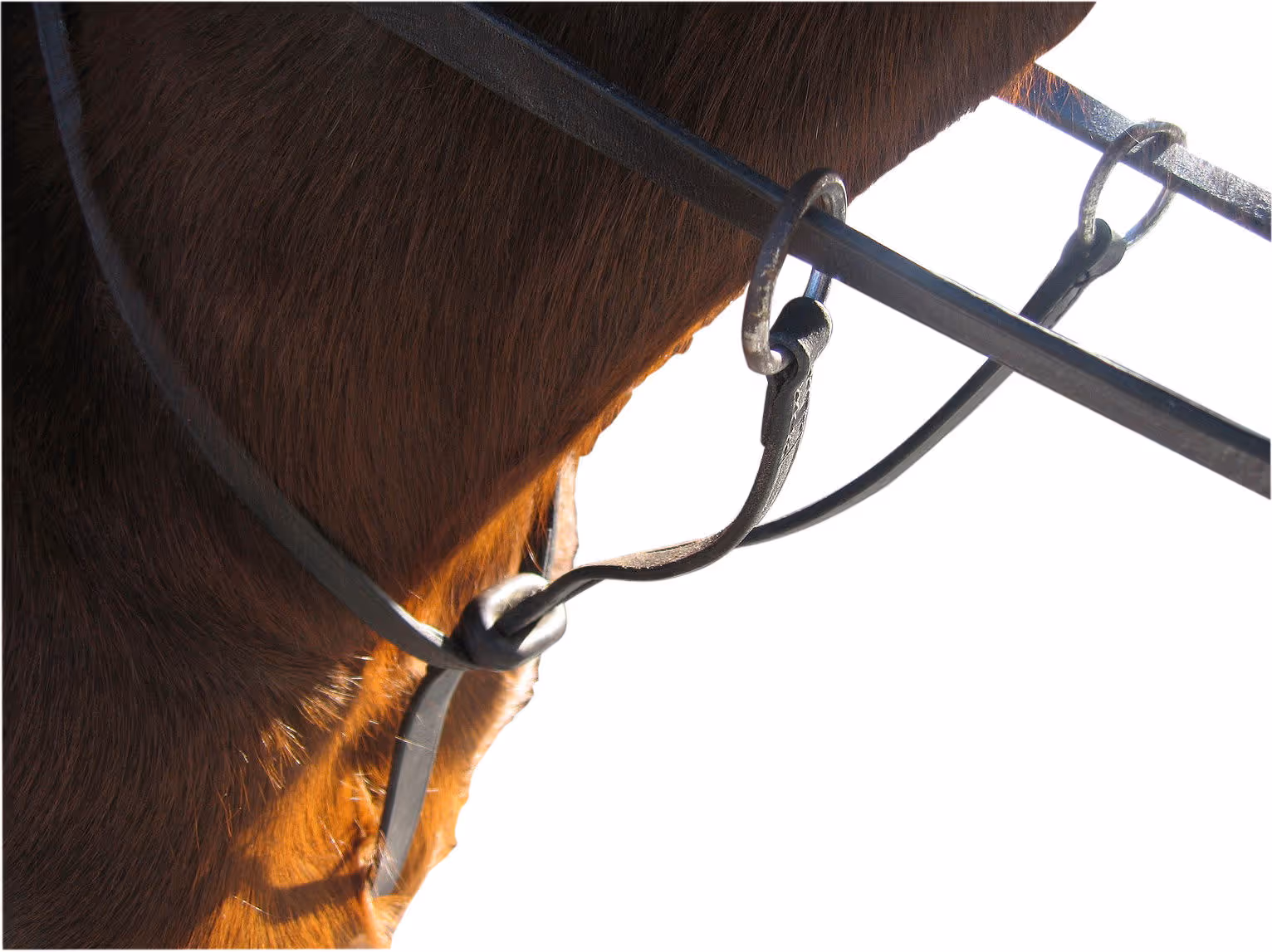 Arrêtoirs de martingale ronds 2 pièces