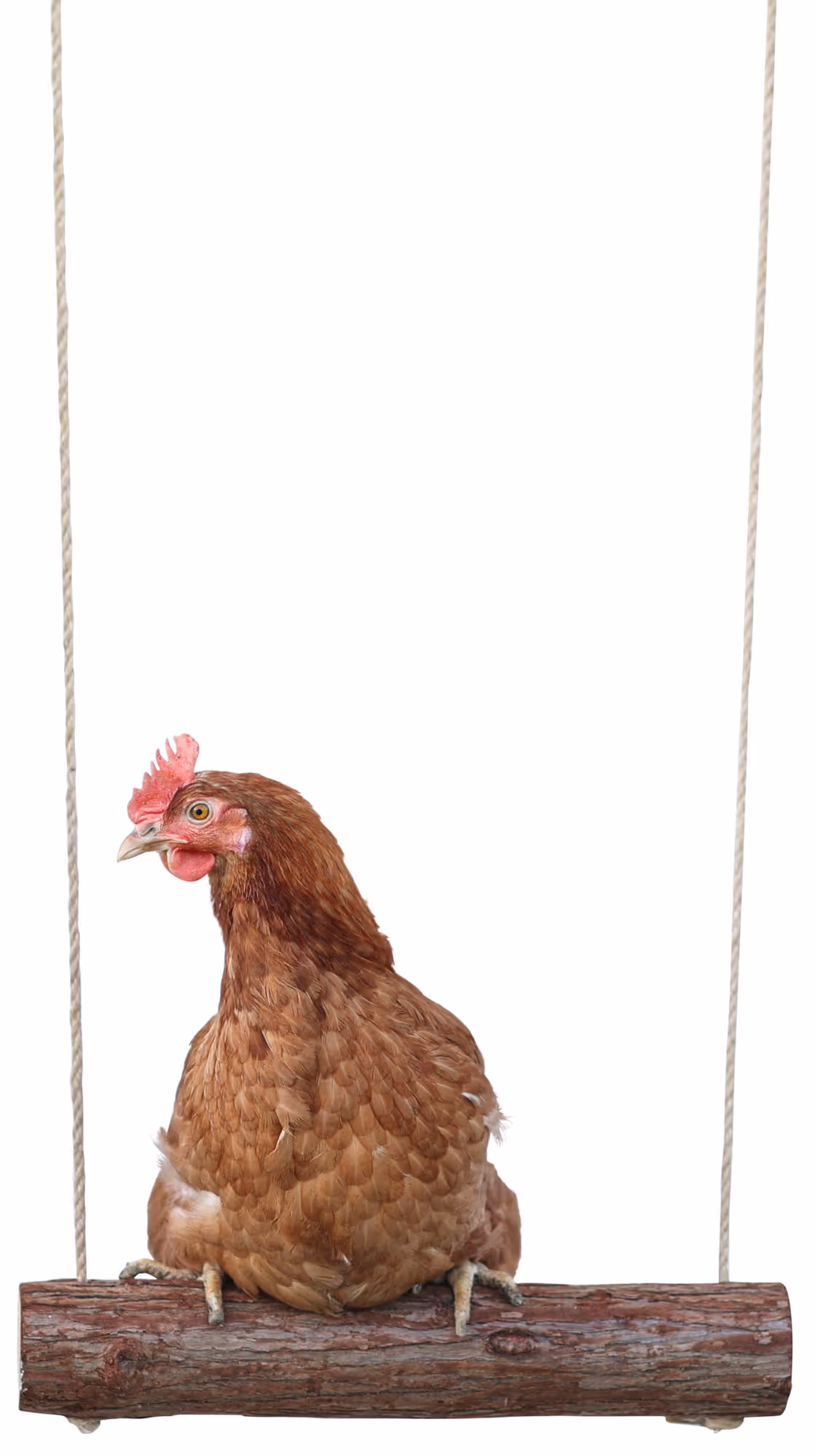 Balançoire à poule 39cm, Ø5cm, corde 300cm