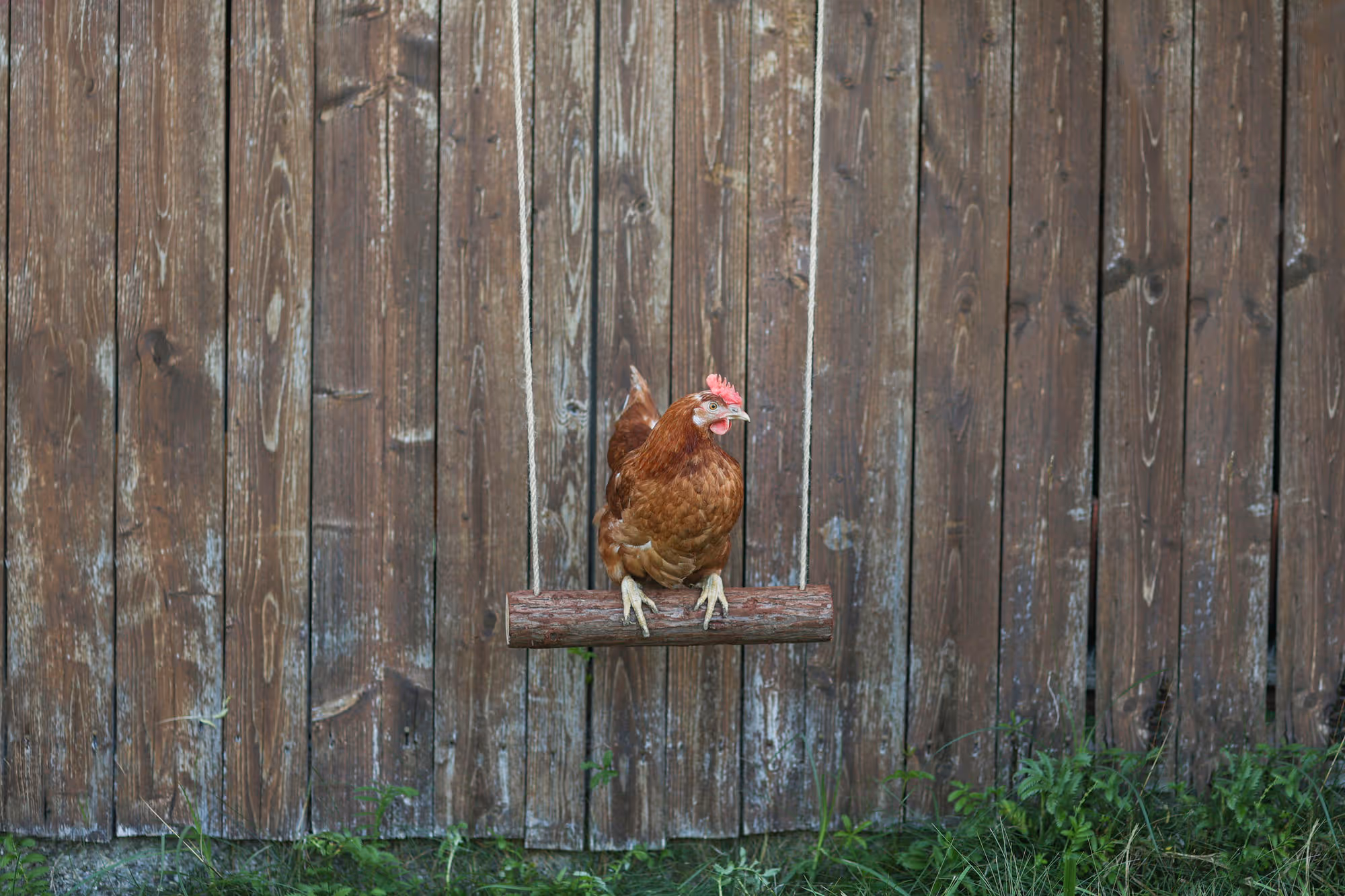 Balançoire à poule 39cm, Ø5cm, corde 300cm