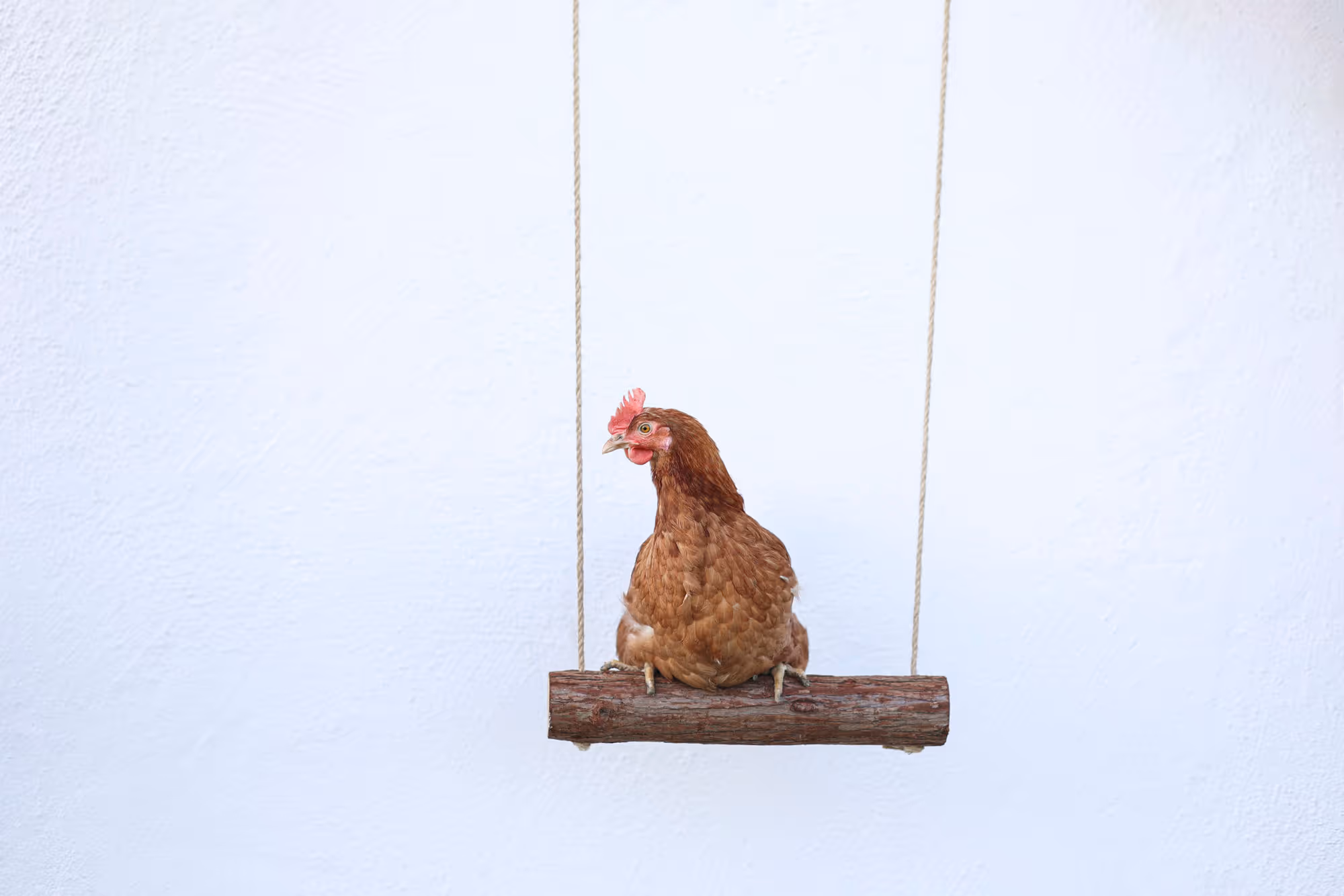 Balançoire à poule 39cm, Ø5cm, corde 300cm