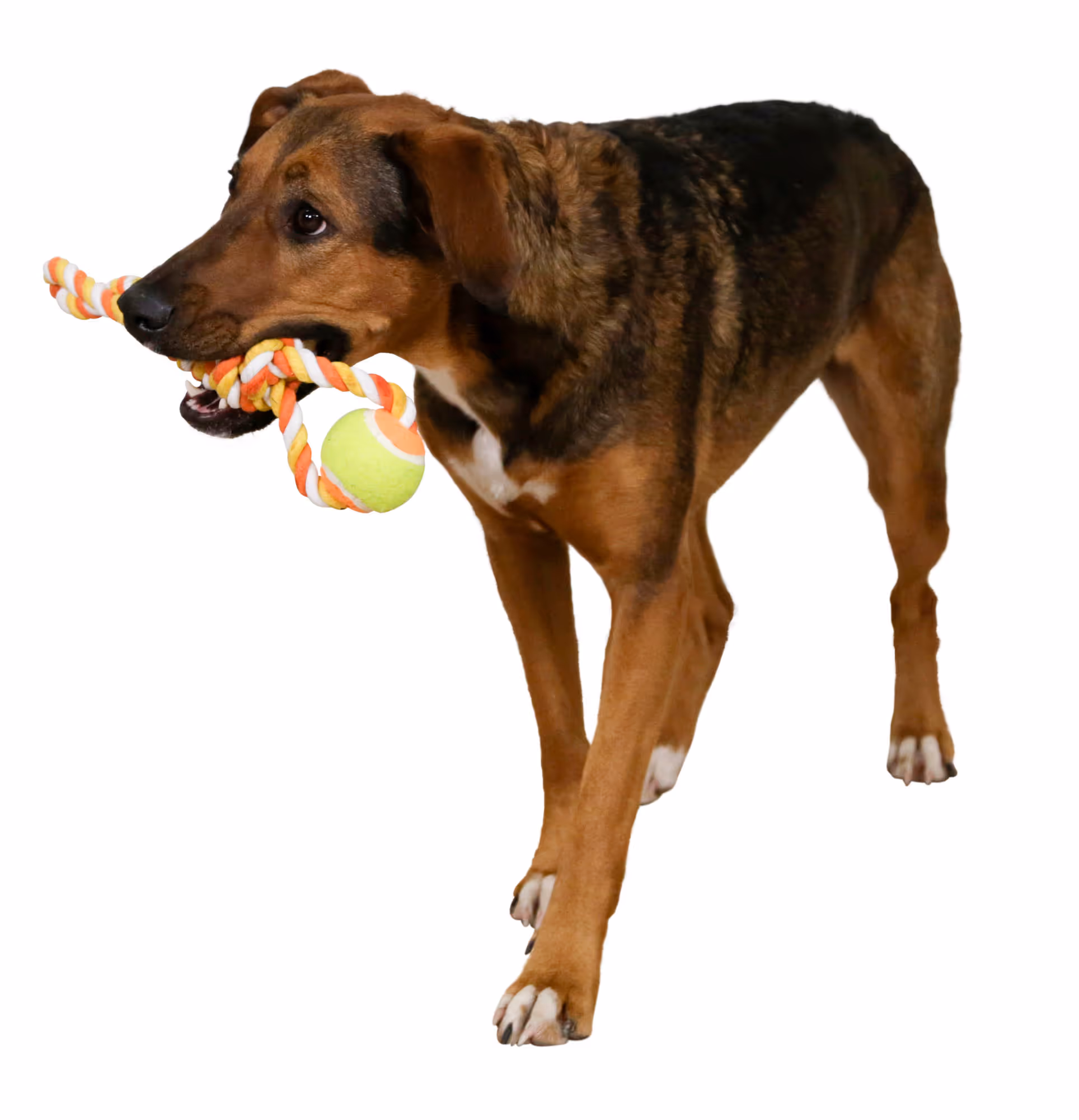 Balle avec corde pour chien coton, orange/jaune, 37cm