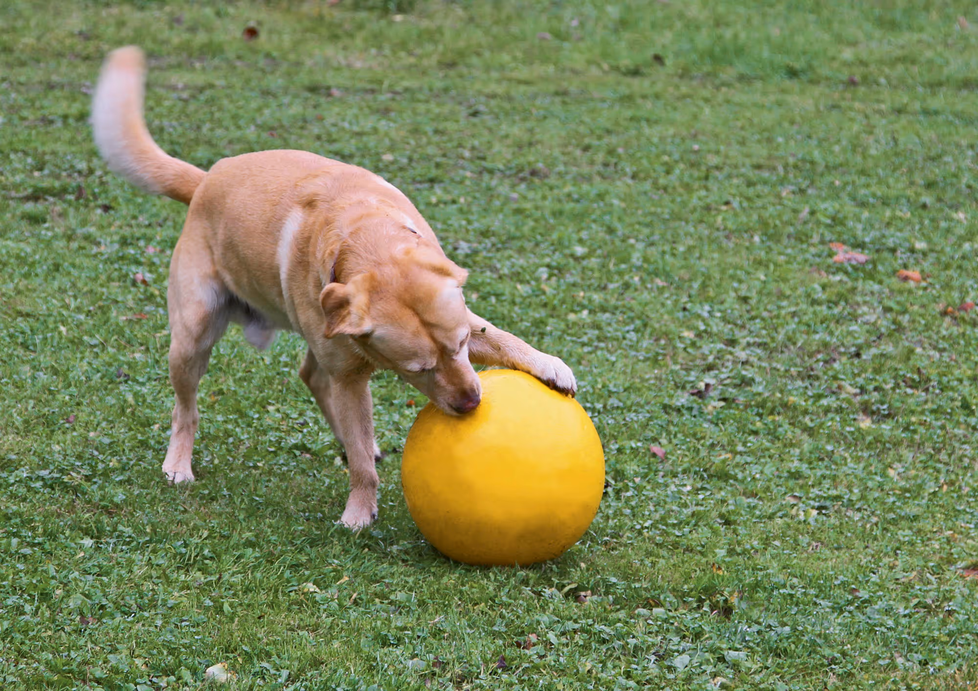 Balle de jeu pour chien PP, jaune, Ø30cm