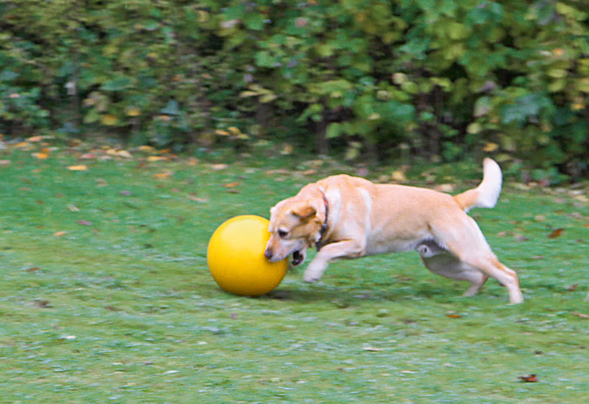 Balle de jeu pour chien PP, jaune, Ø30cm