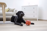 Balle Snack pour chien rouge, Ø11cm