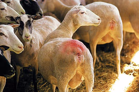 Bloc marquage harnais Raidex Rouge - Ukal