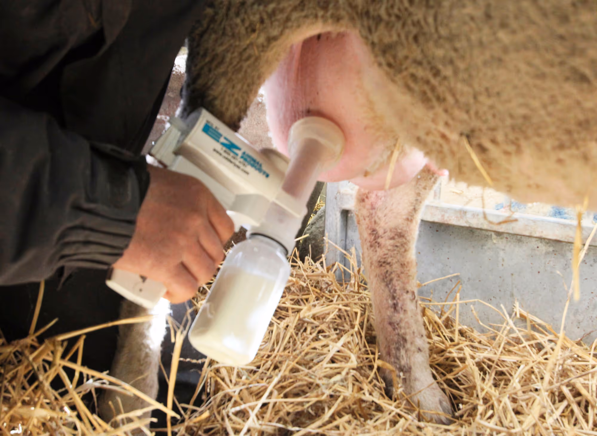 Bouteille de rechange pompe à lait agneau Quart