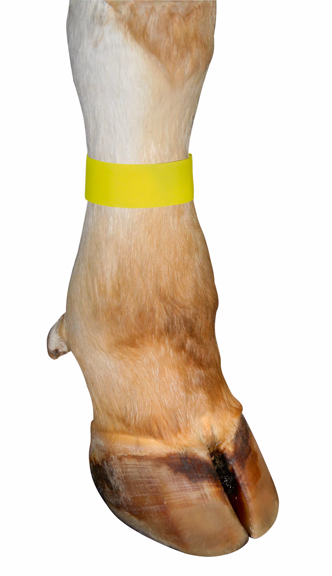 Bracelet velcro jaune 10 pces 