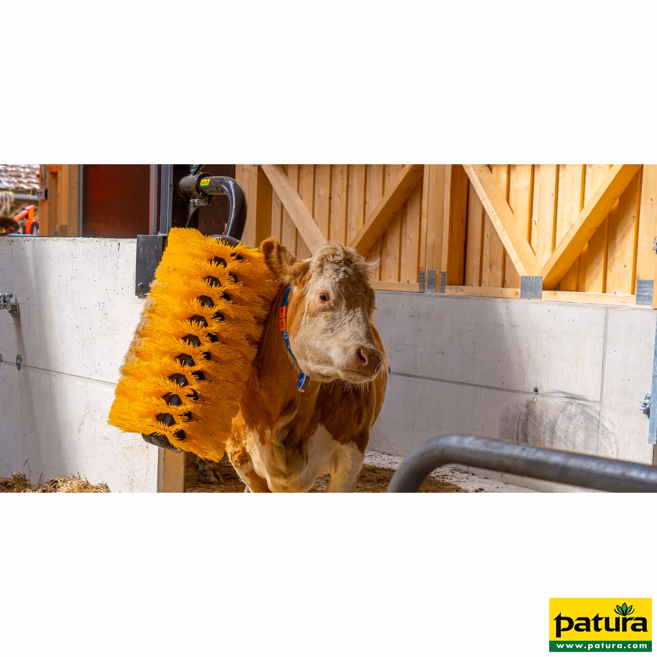 Brosse pivotante Maxi pour vaches et taureaux (L 155 cm, poids 60 kg)