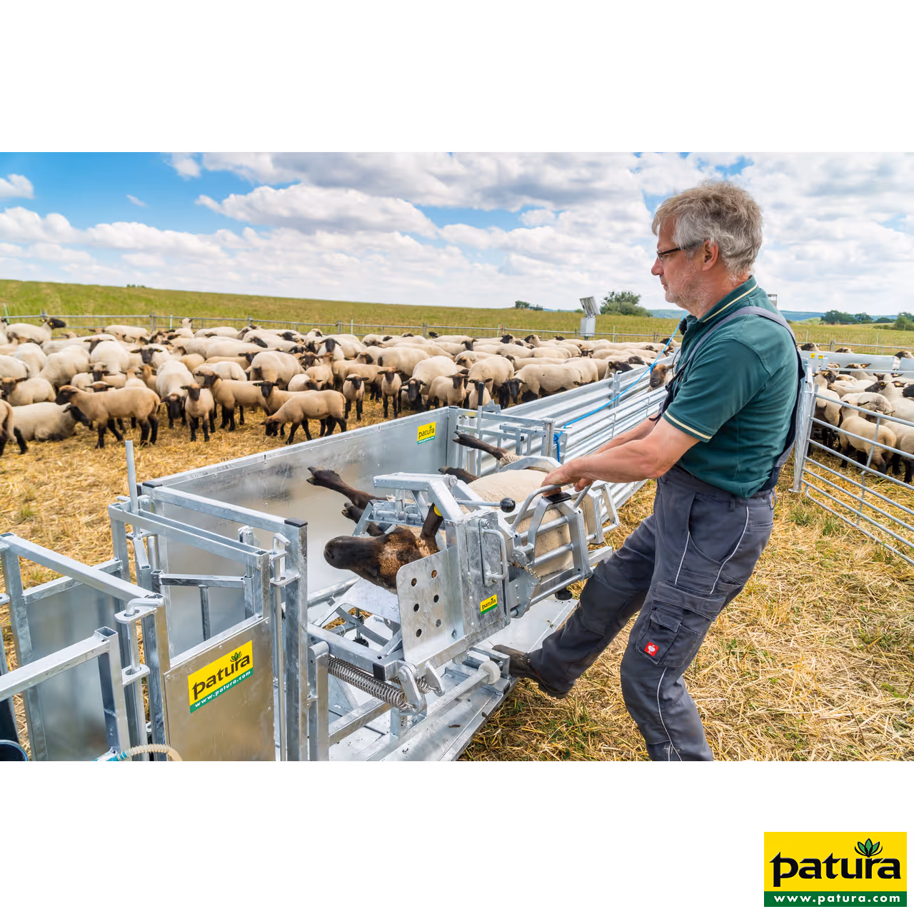 Cage de retournement pour moutons, modèle L, galvanisée