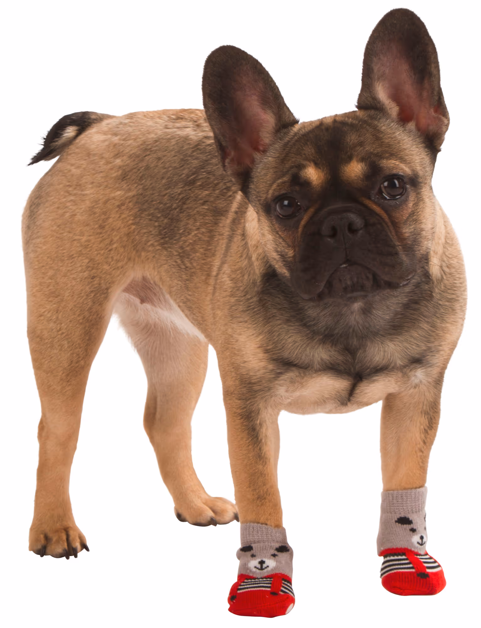 Chaussettes pour chien Bruno gris/rouge, taille L