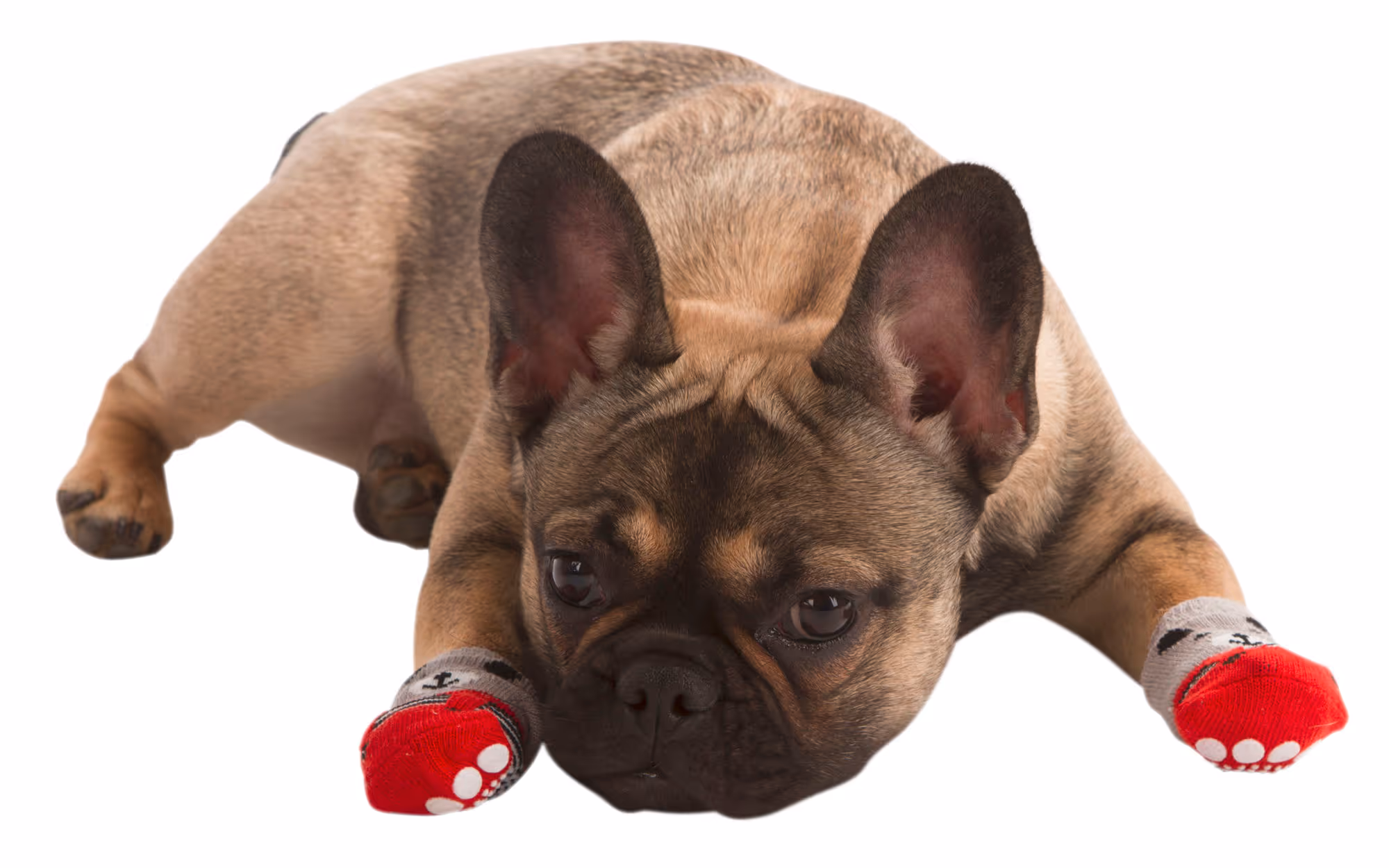Chaussettes pour chien Bruno gris/rouge, taille M