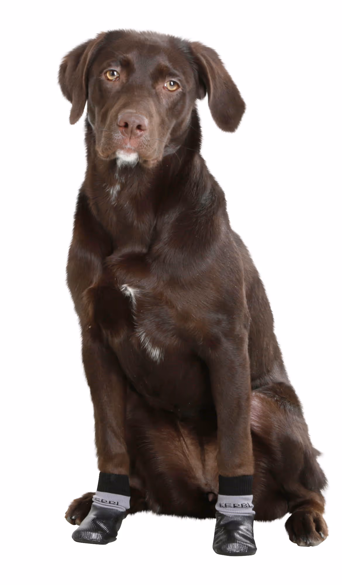 Chaussettes pour chien Susi, noires, L
