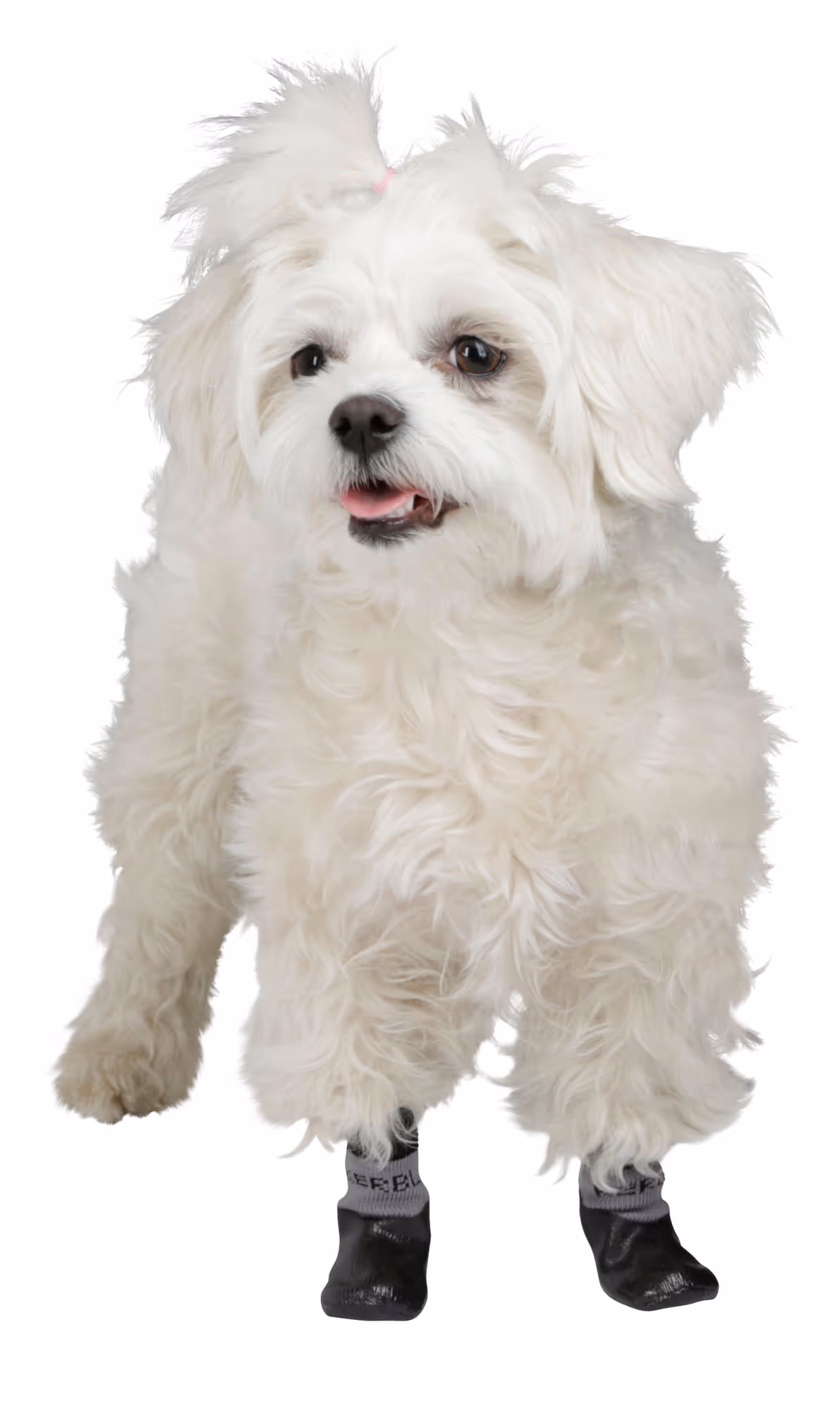Chaussettes pour chien Susi noires, taille M