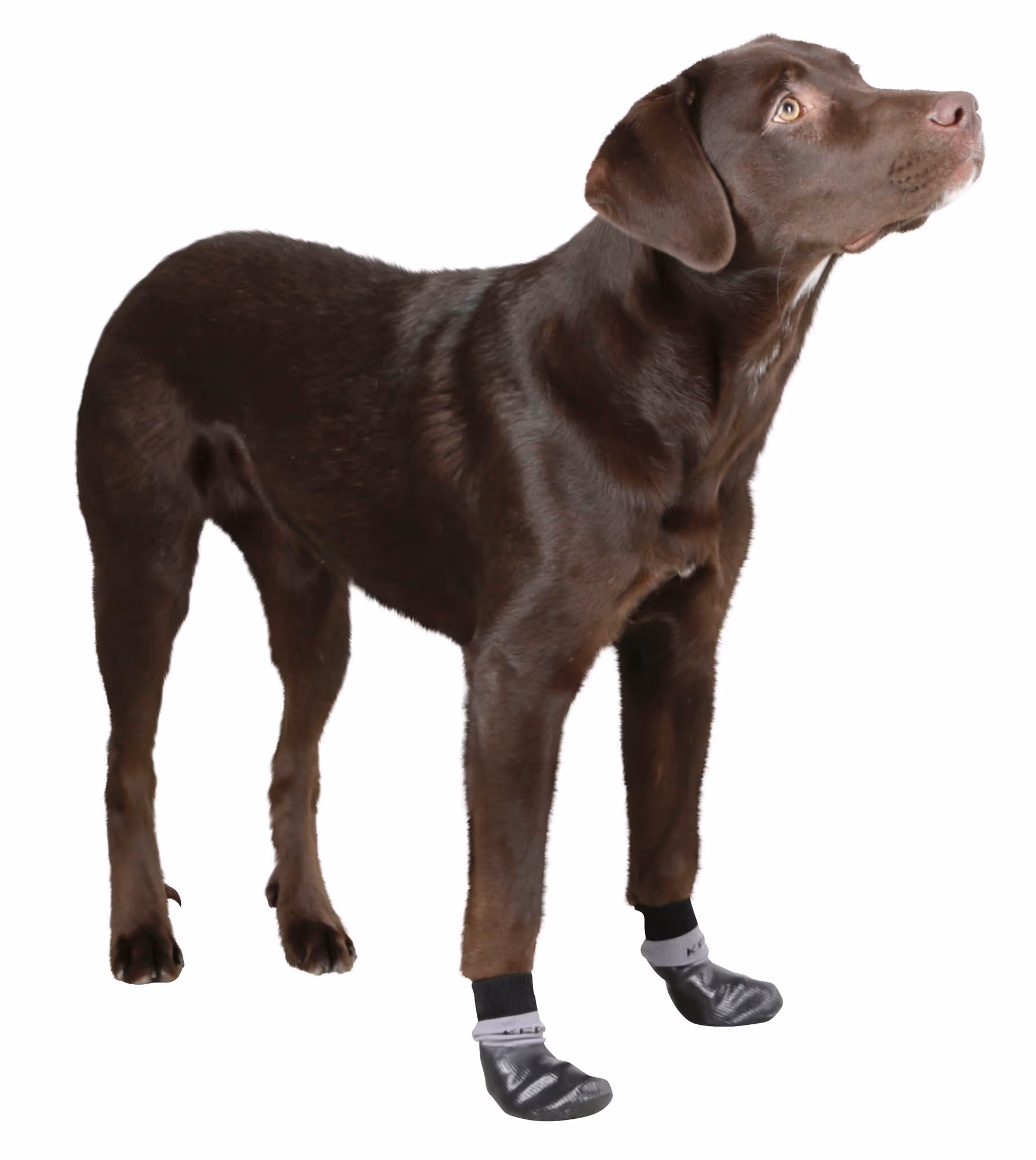 Chaussettes pour chien Susi noires, taille M