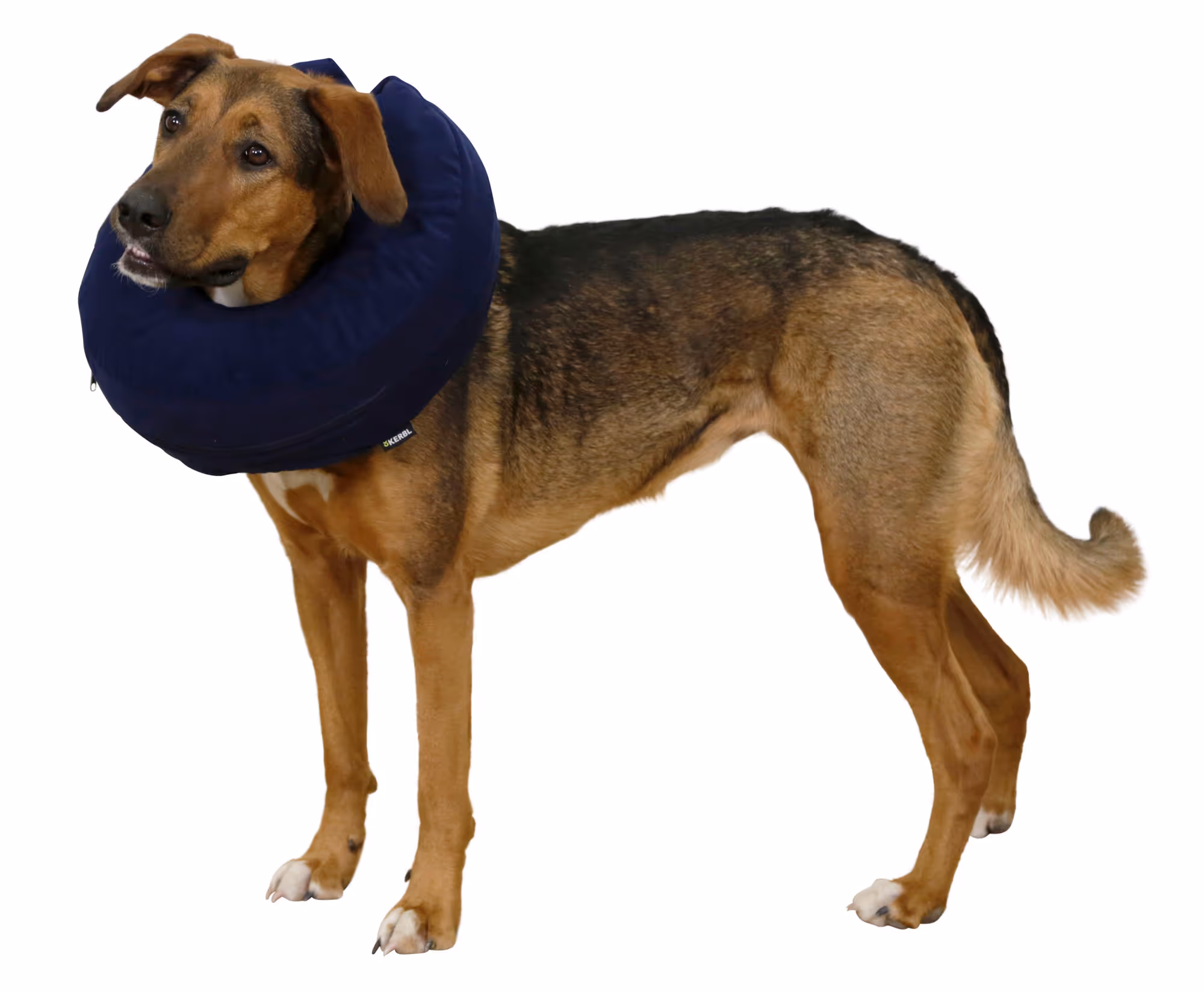Collerette pour chien gonflable bleue,  25-35cm