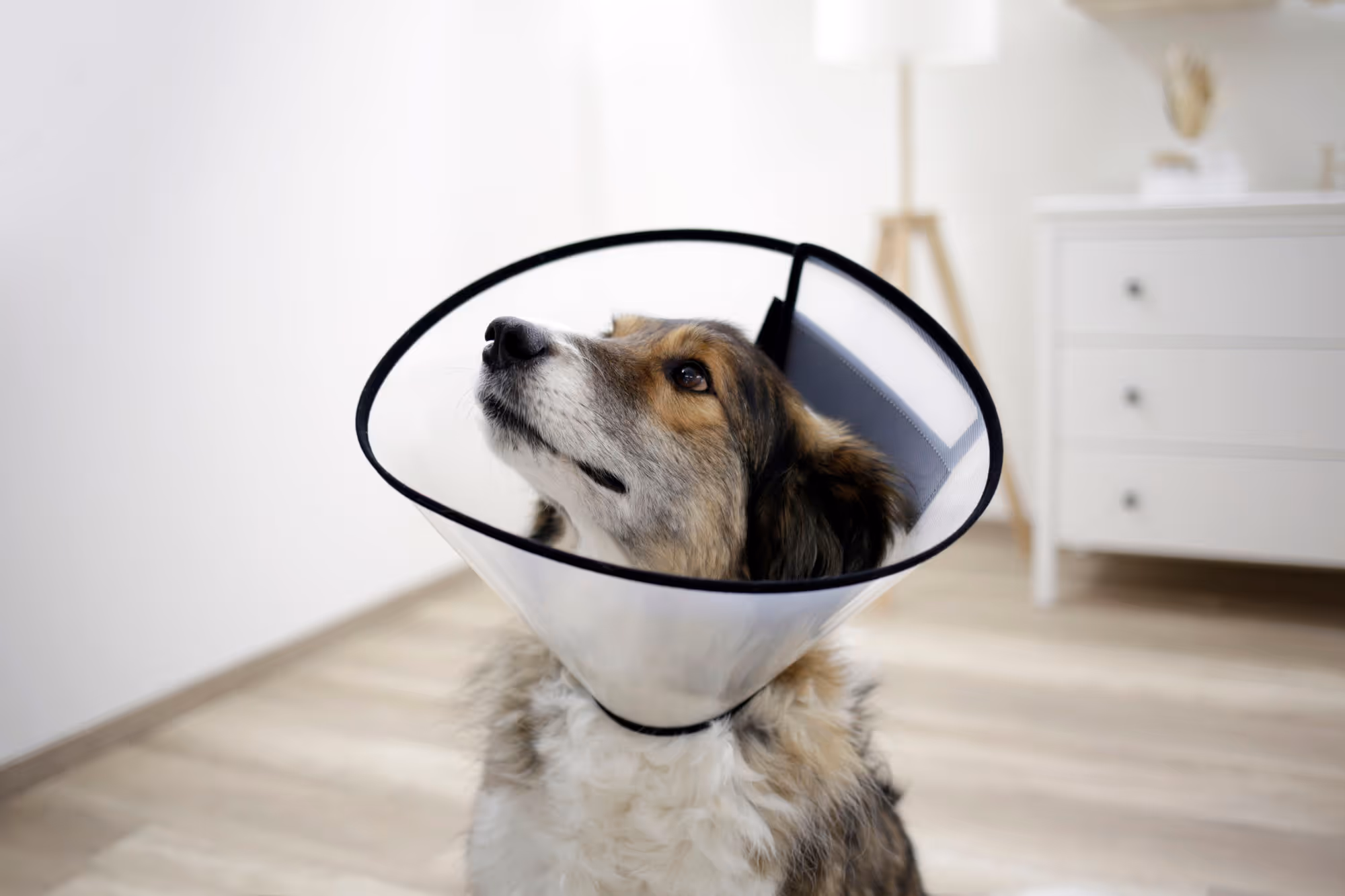 Collerette pour chiens 22 - 26cm, 10cm
