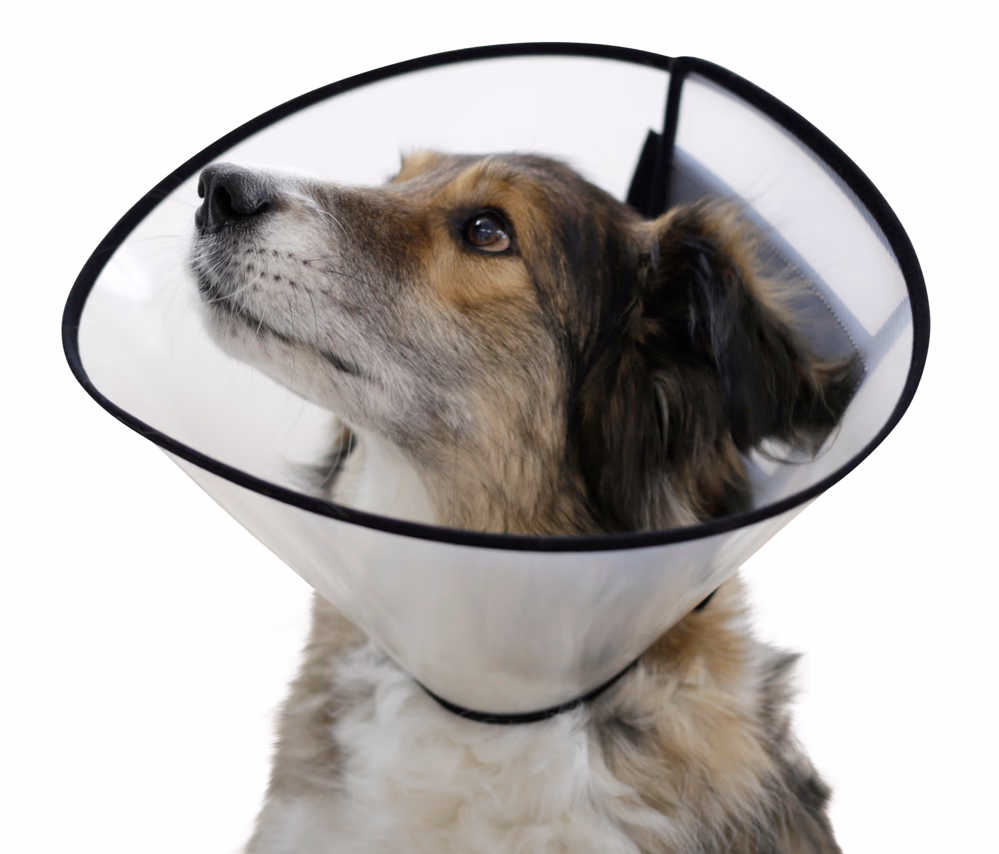 Collerette pour chiens 31 - 40cm, 15cm