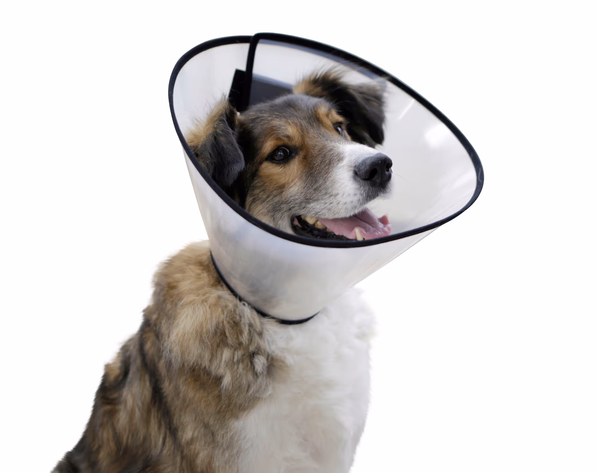 Collerette pour chiens 37 - 44cm, 20cm