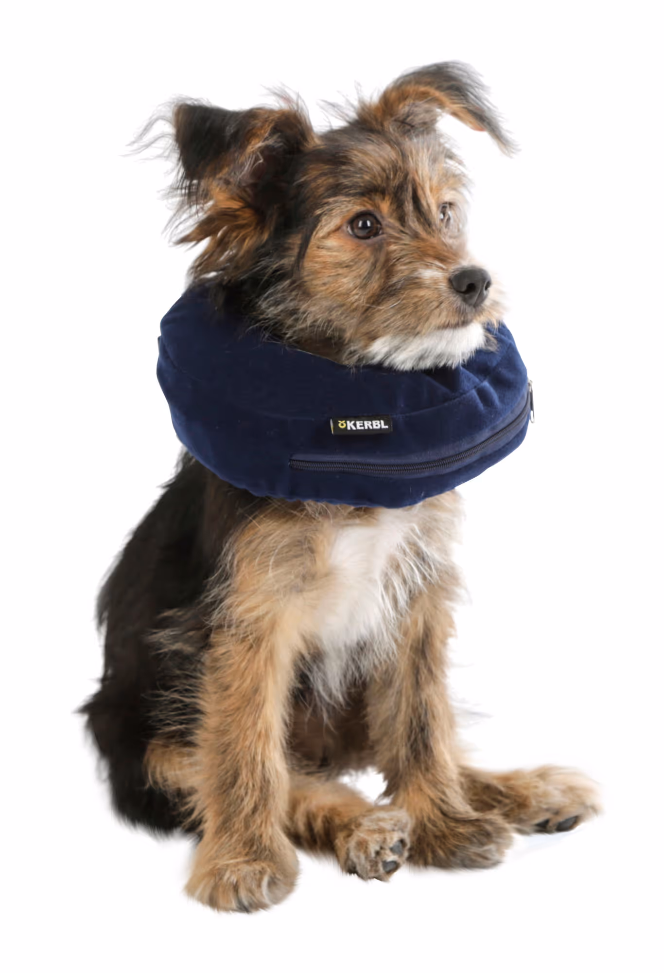 Collerette pour chiens gonflable bleue, 18-30cm