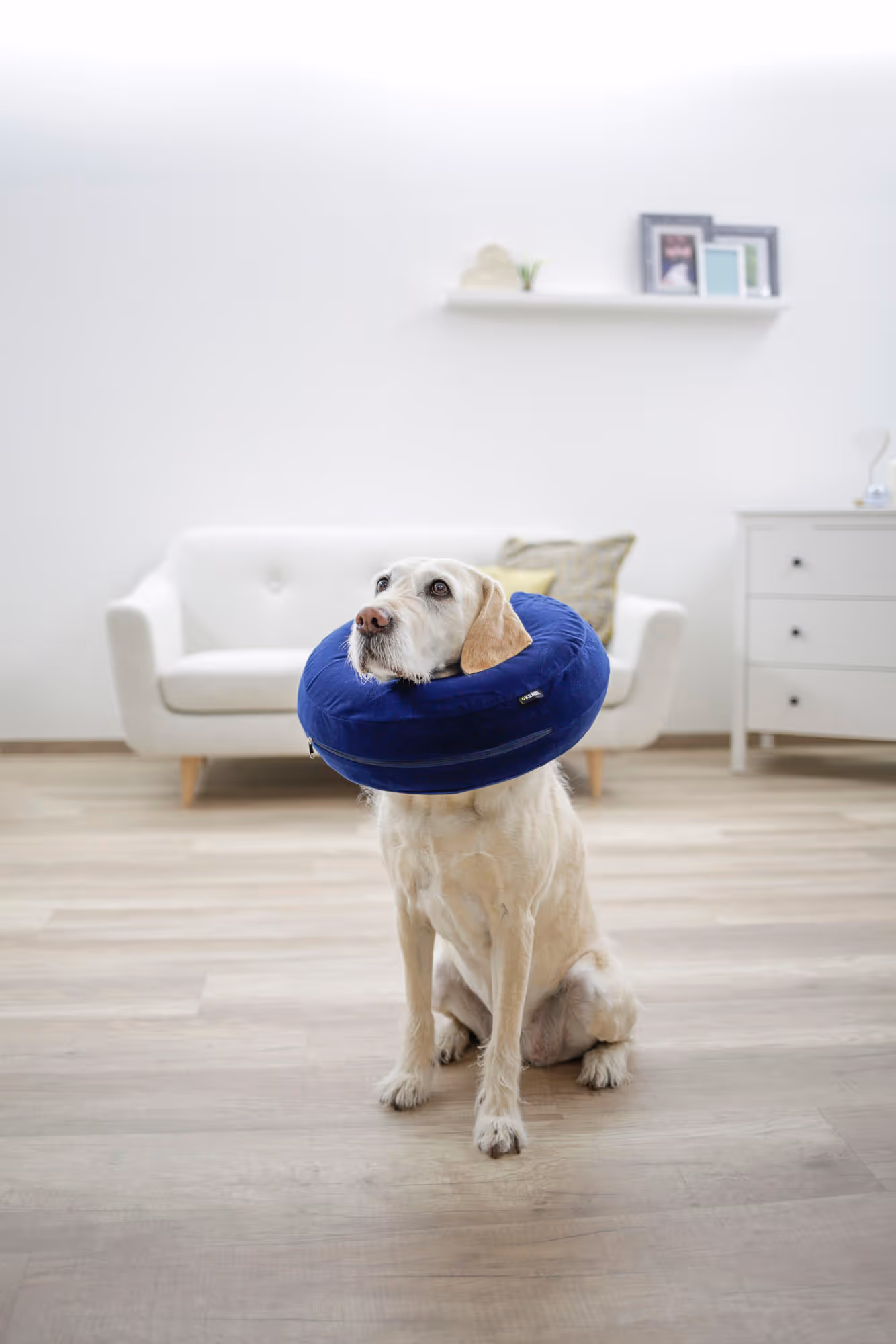Collerette pour chiens gonflable bleue, 36-50cm