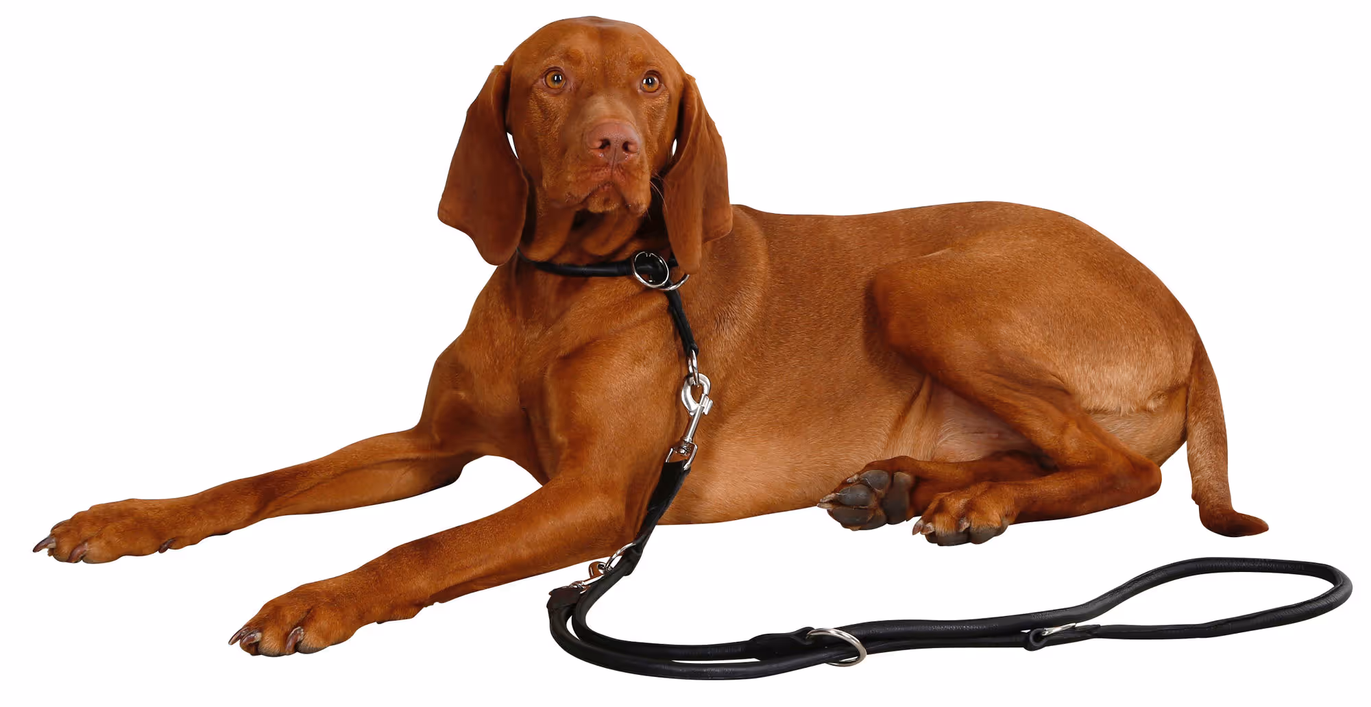 Collier étrangleur pour chien Roma, noir, 60cm, 8mm