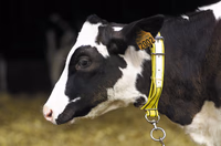 Collier veau 80 cm Jaune et Noir - UKAL