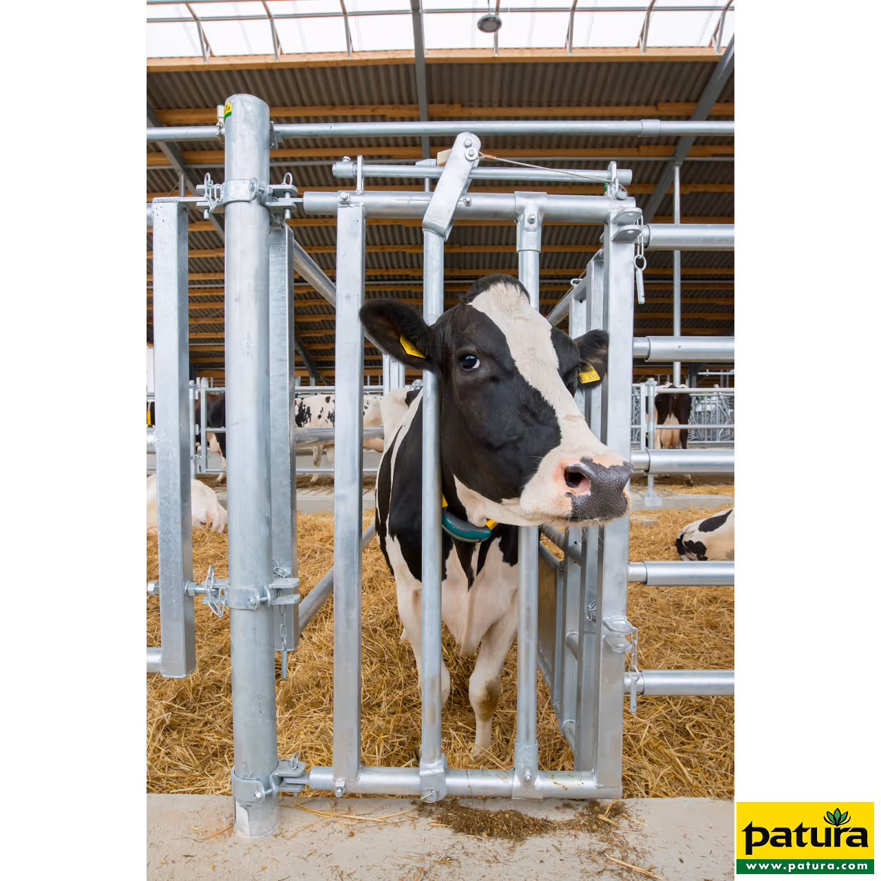 Cornadis pour traitement animaux, sans poteaux ni brides