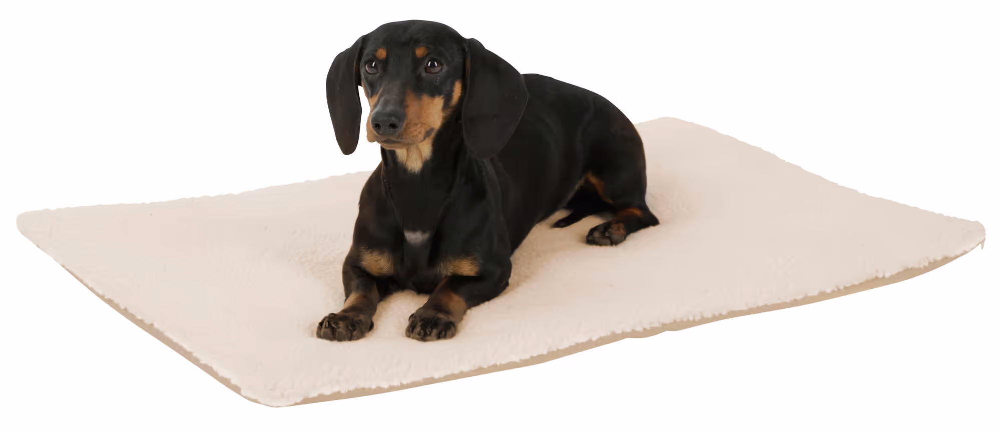 Coussin Theo beige, 75X50X3cm