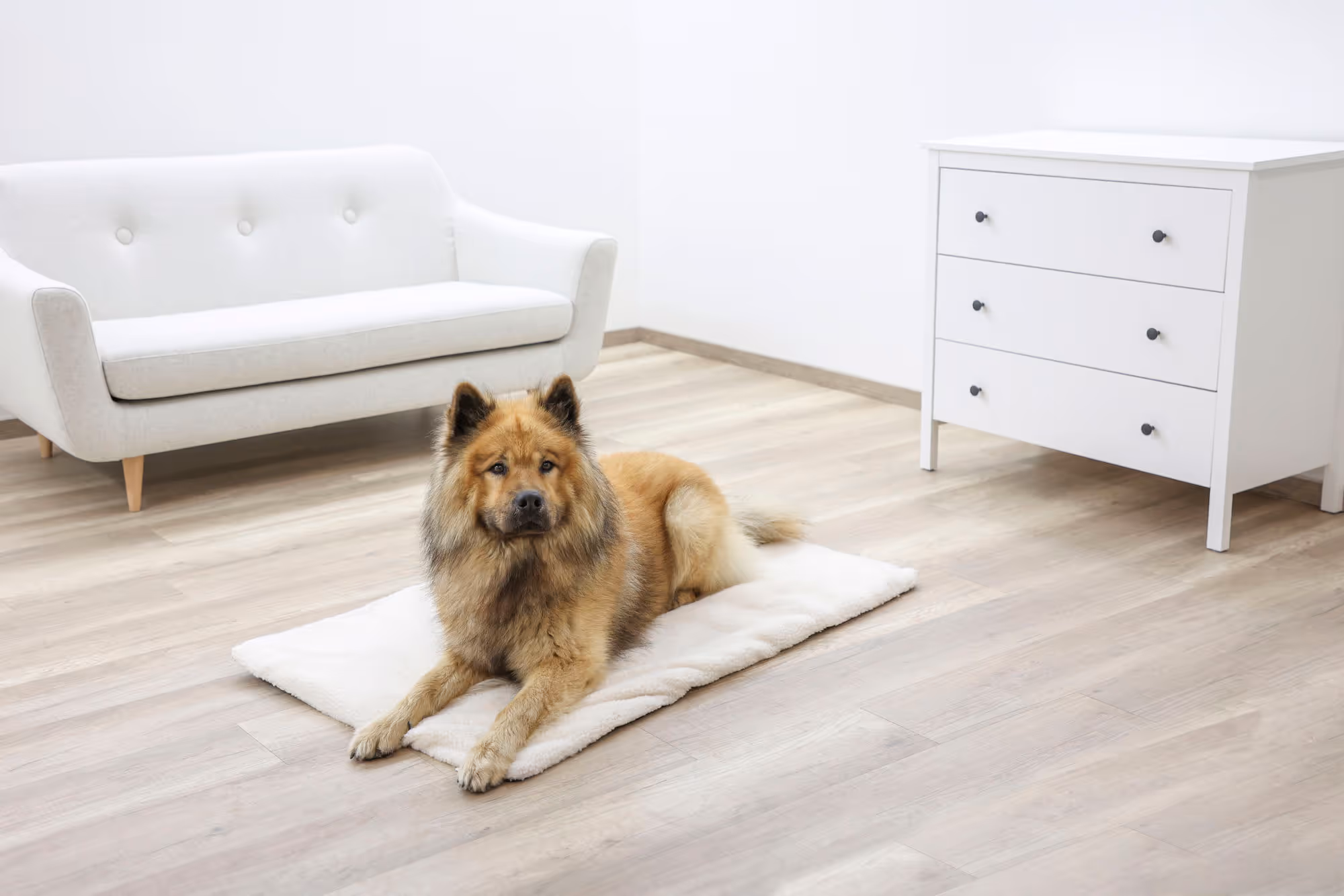 Coussin Theo beige, 75X50X3cm