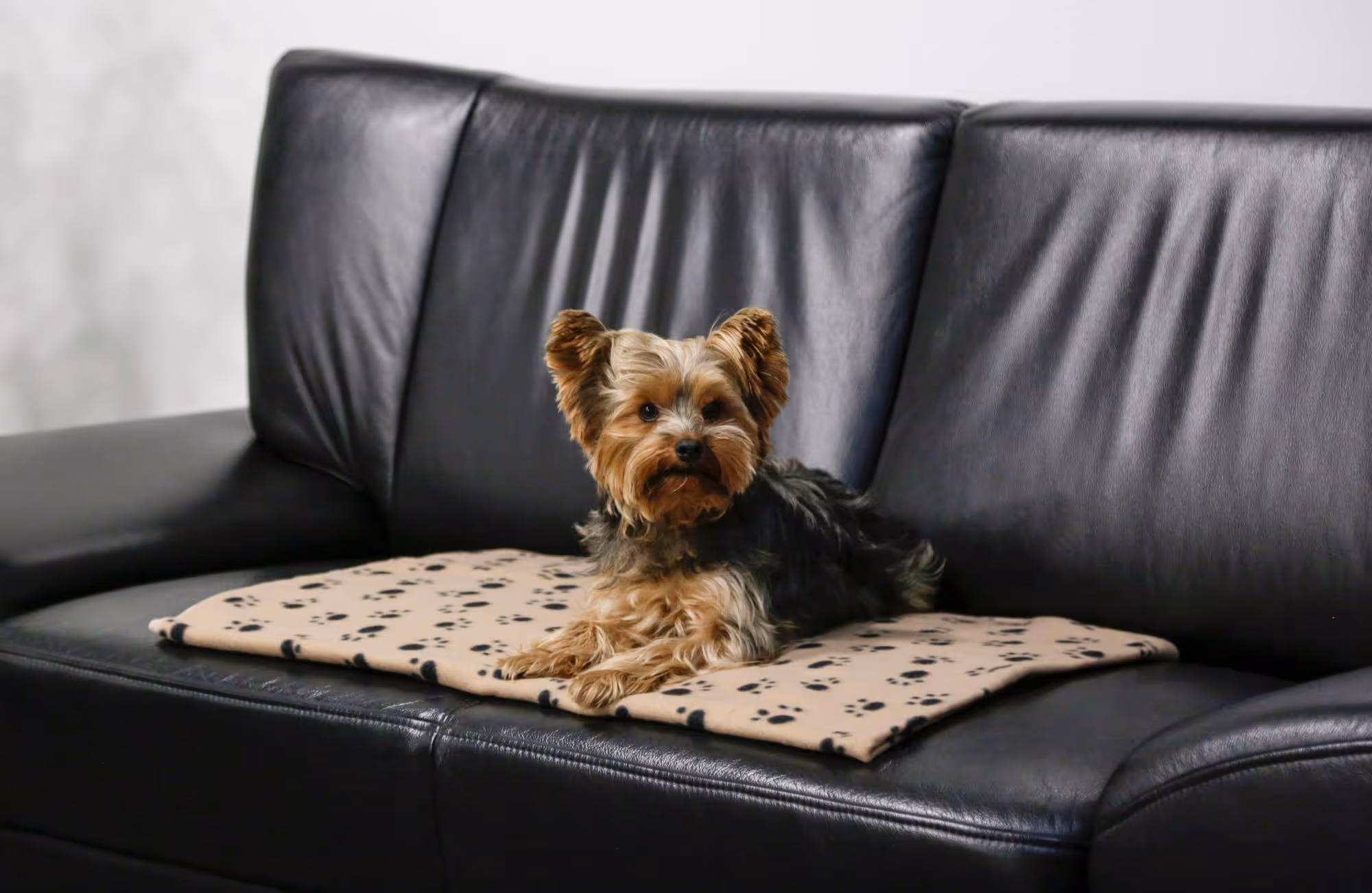 Couverture pour chien Stella beige, 140X100cm