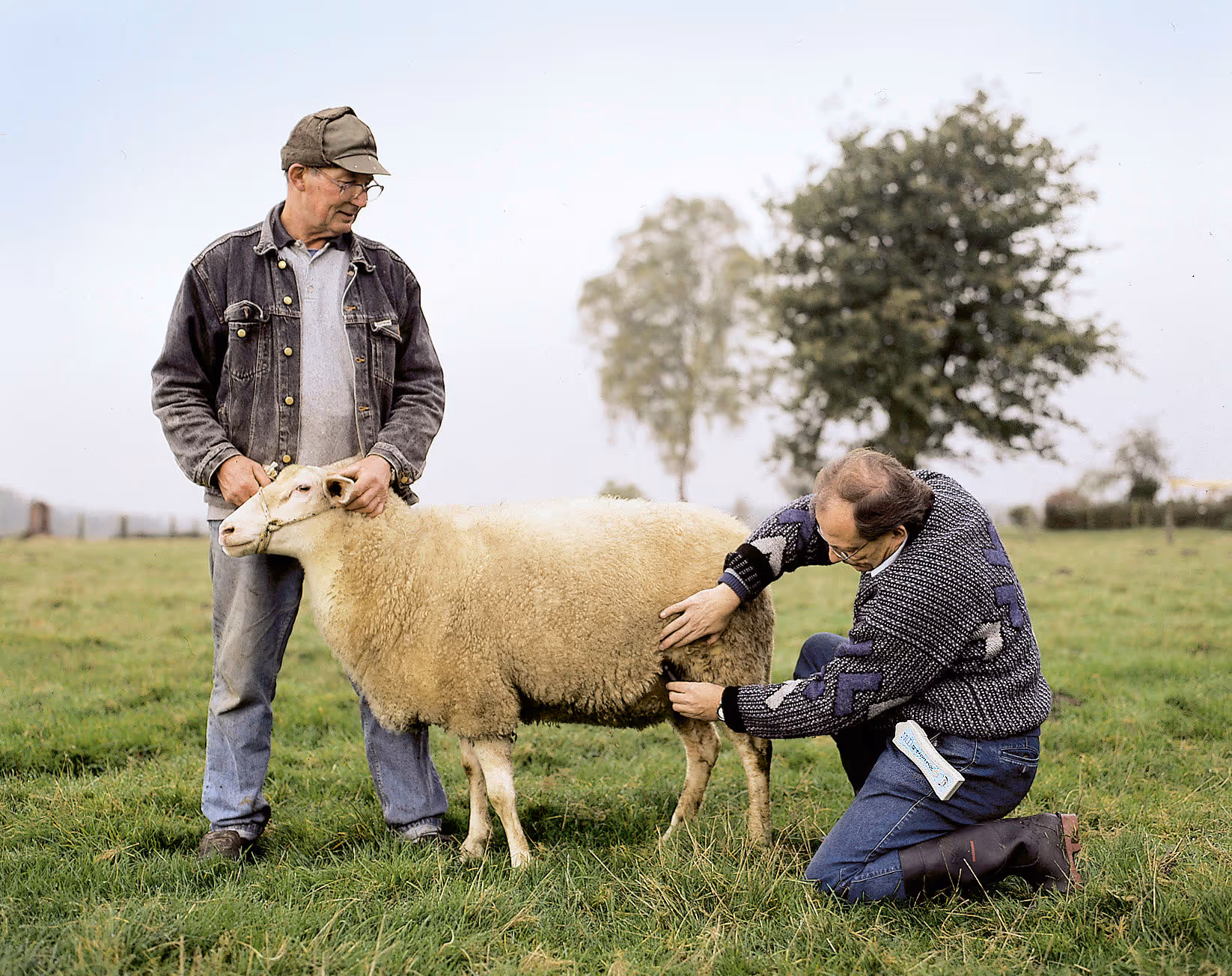 Détecteur de gestation ovins avec sonde externe