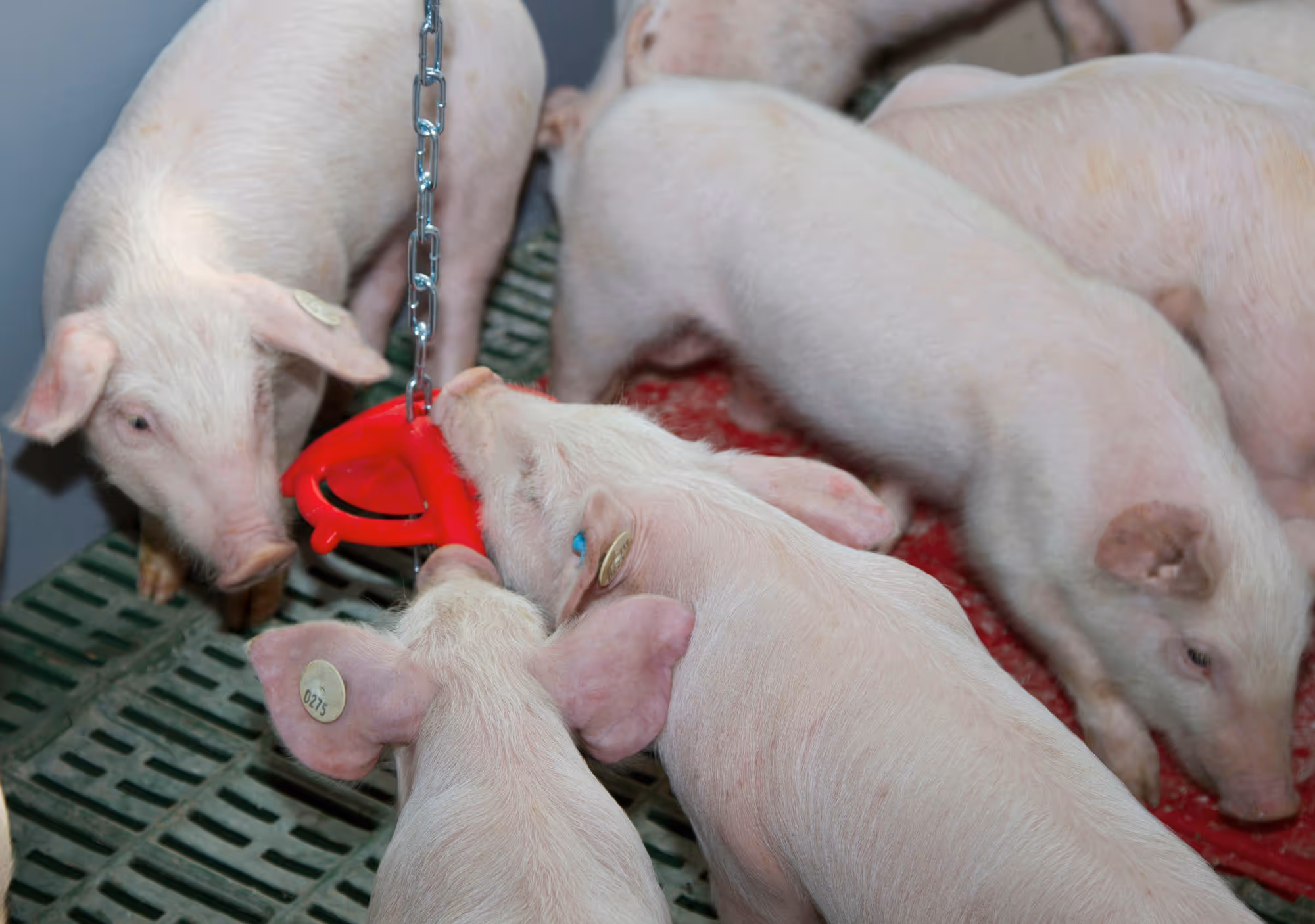 Disque à mordre pour porcelets avec chaîne de suspension