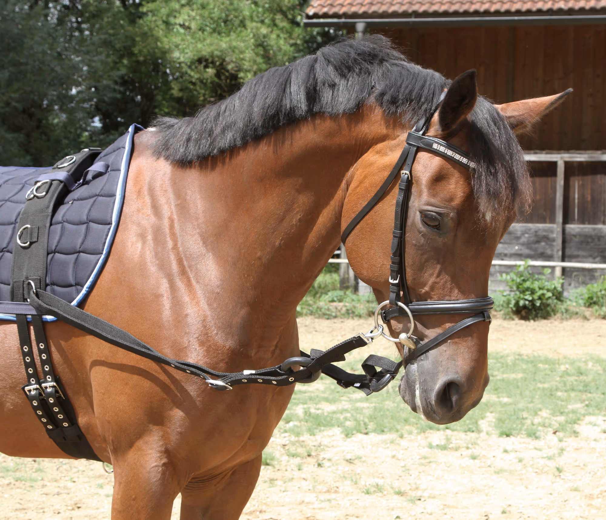 Elastique par paire, noir, pony