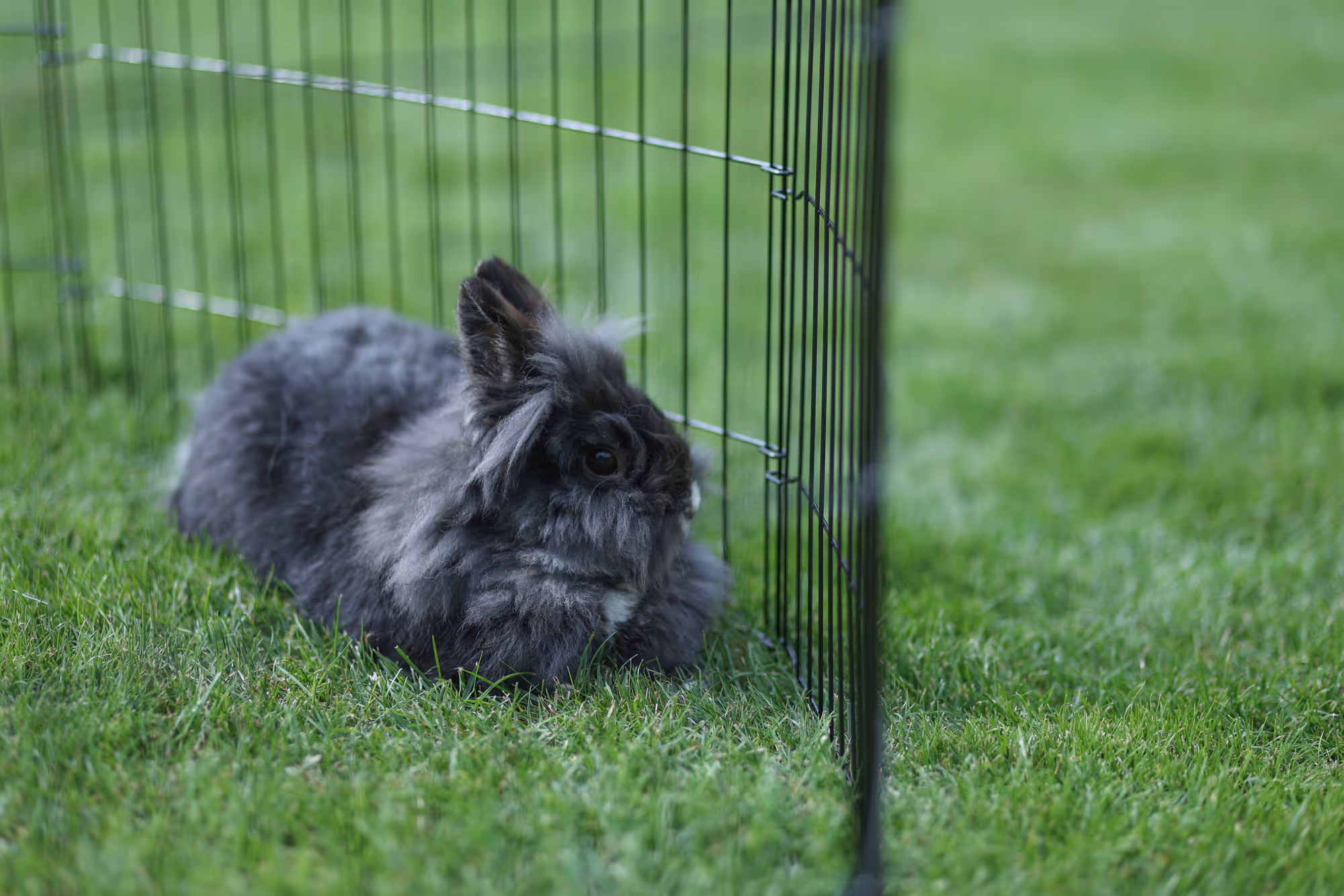 Enclos pour chiots et petits a nimaux