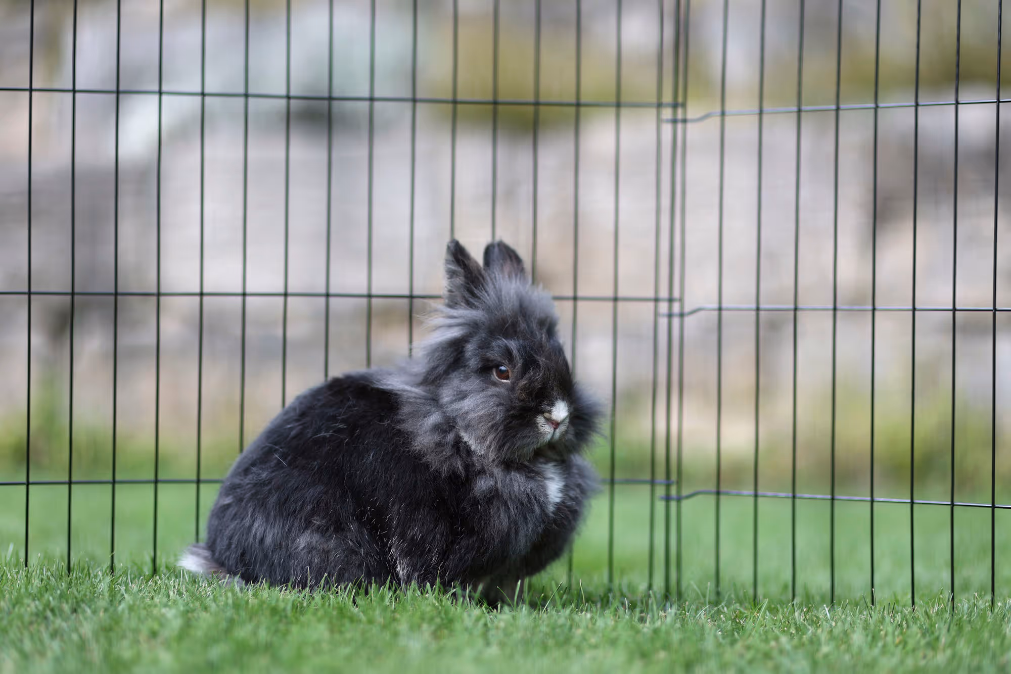 Enclos pour chiots et petits a nimaux