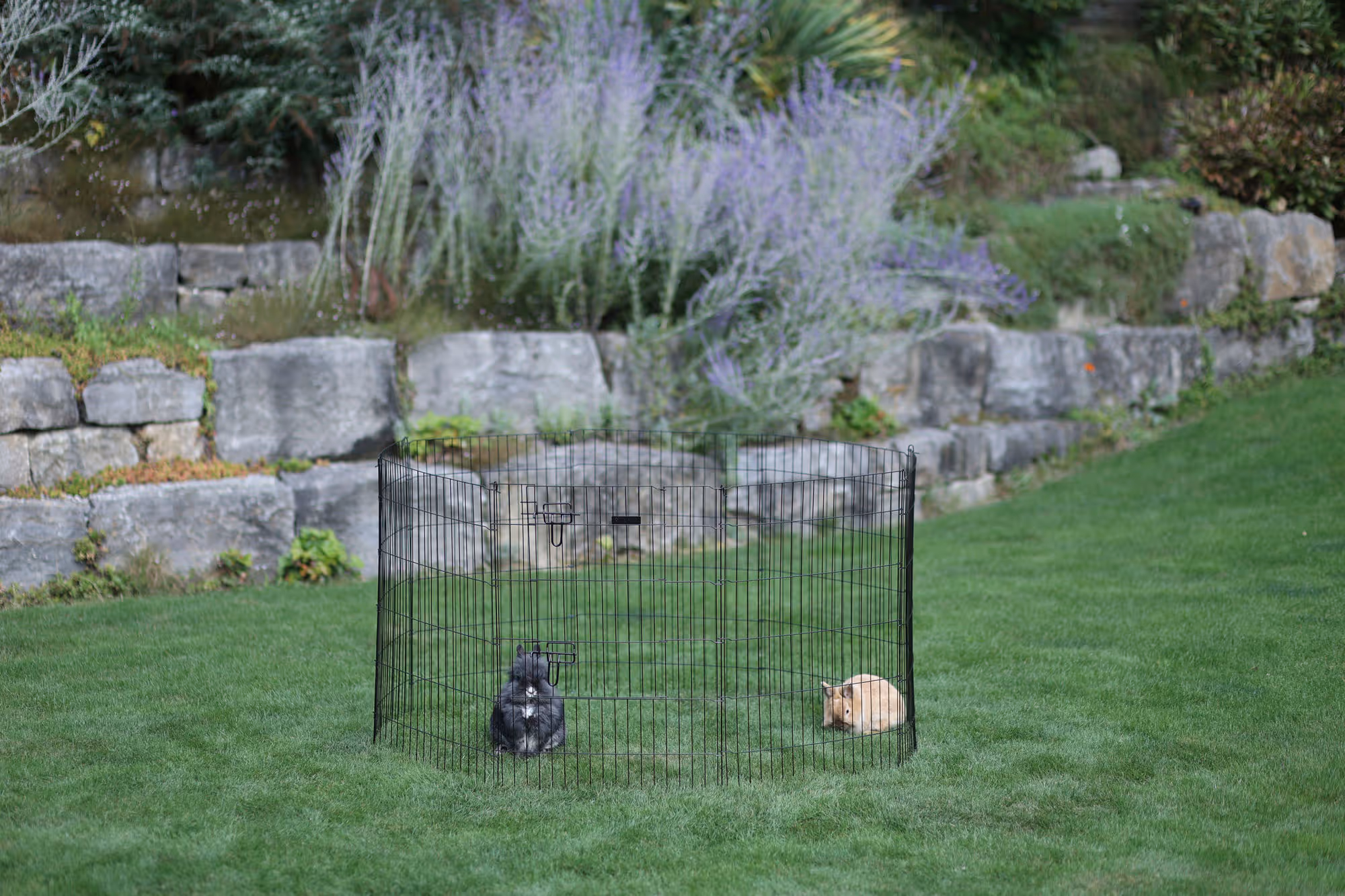Enclos pour chiots et petits a nimaux