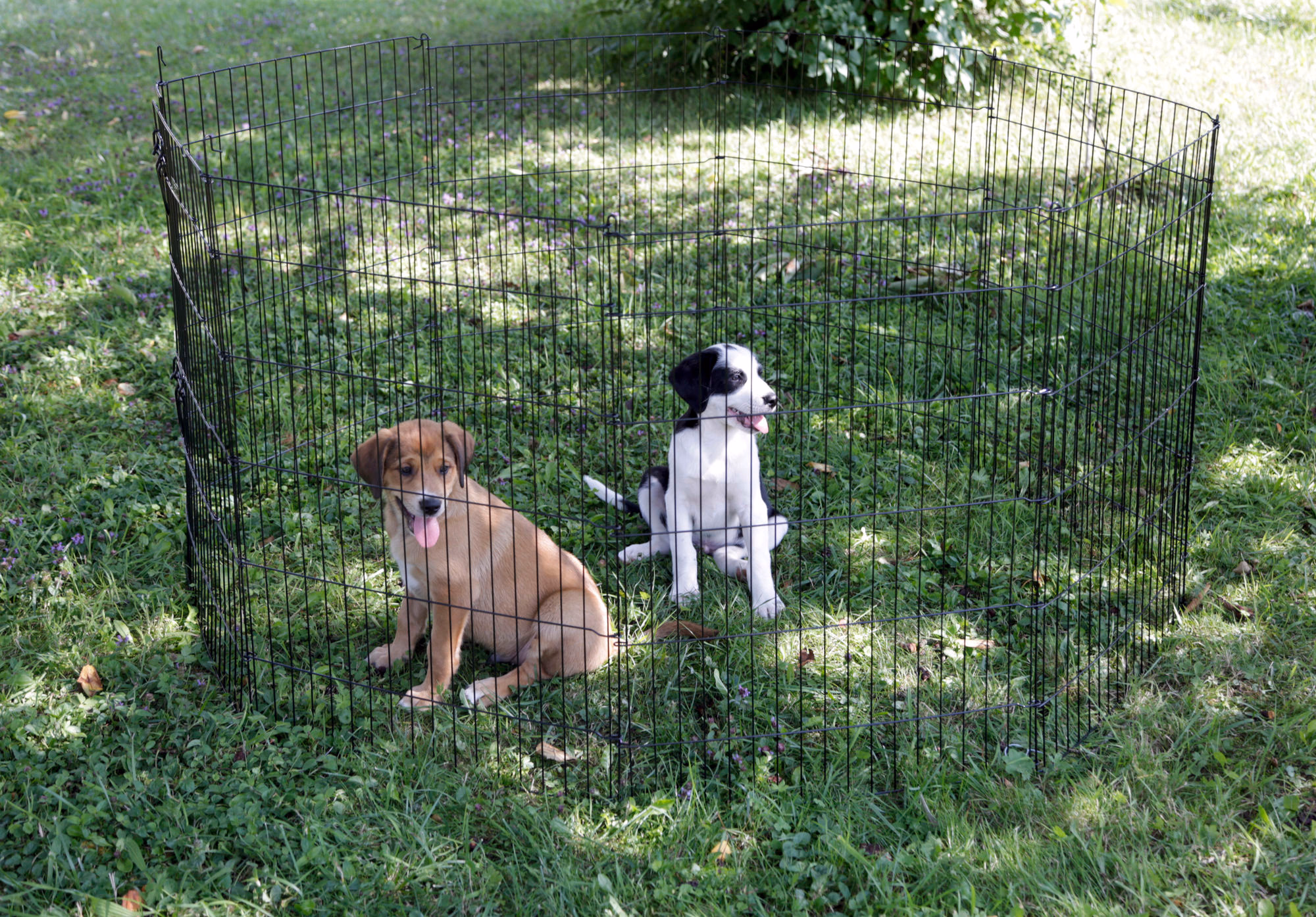 Enclos pour chiots et petits a nimaux