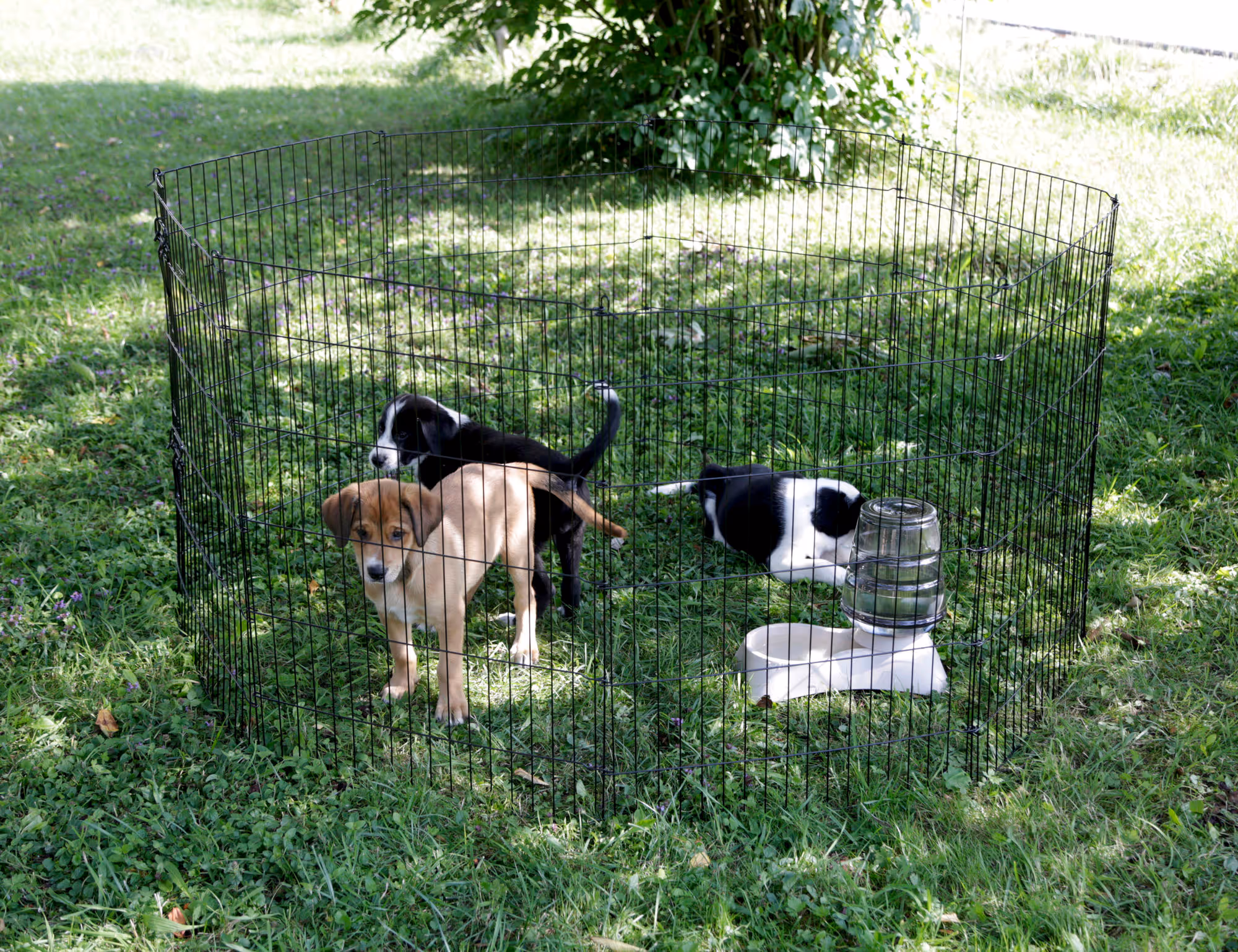 Enclos pour chiots et petits a nimaux