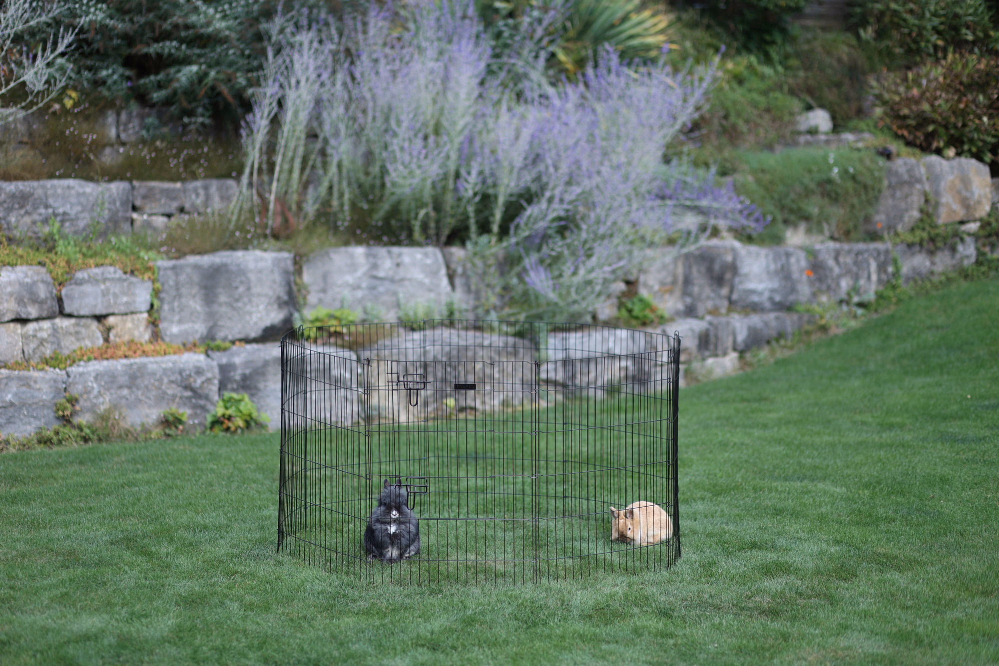 Enclos pour chiots et petits a nimaux