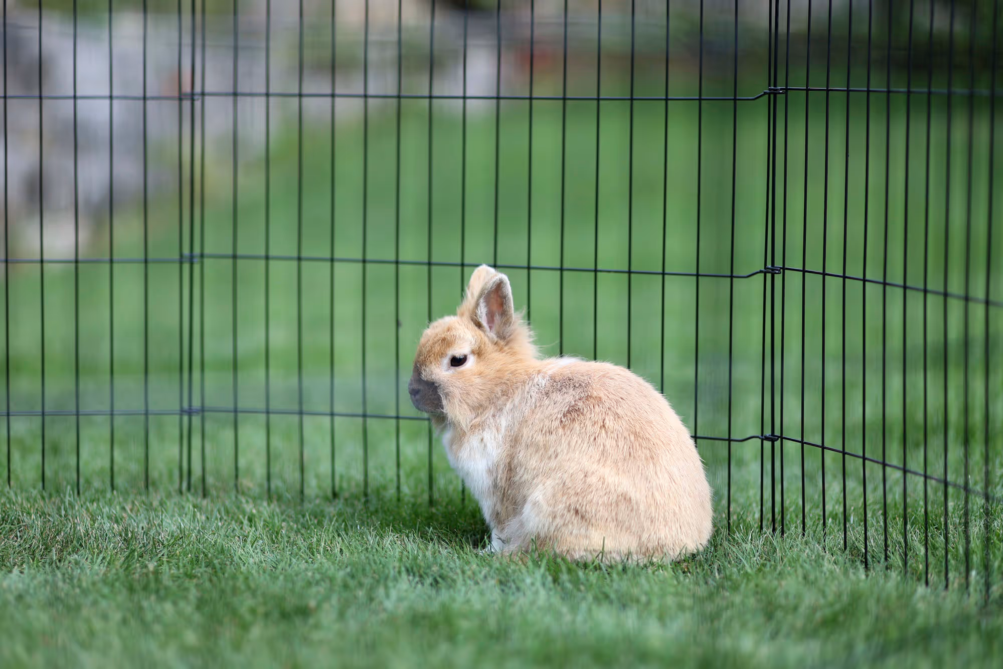 Enclos pour chiots et petits a nimaux