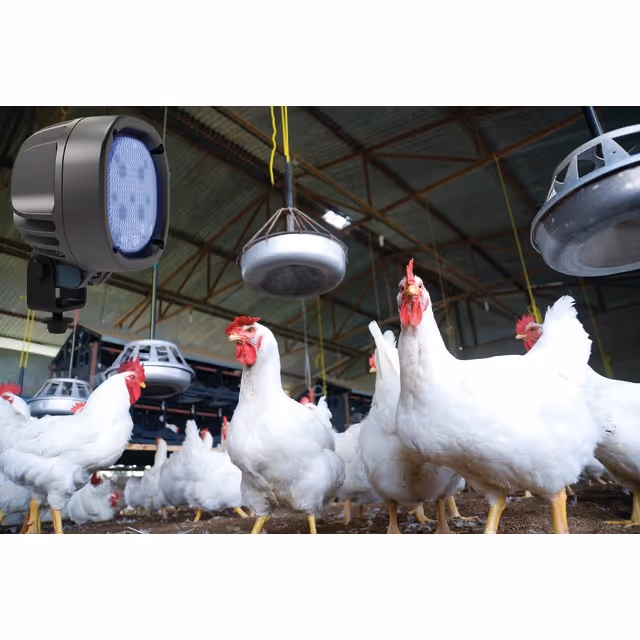Feux led avicole bleuebird 1010 tyri