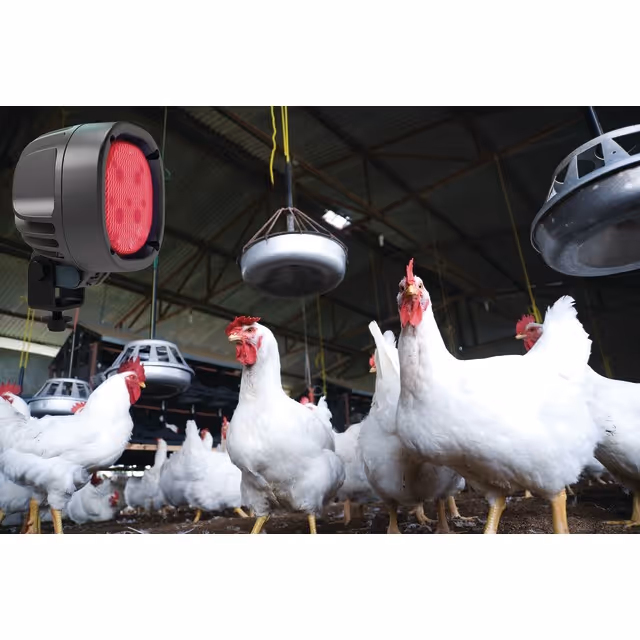Feux led avicole redbird 1010 tyri