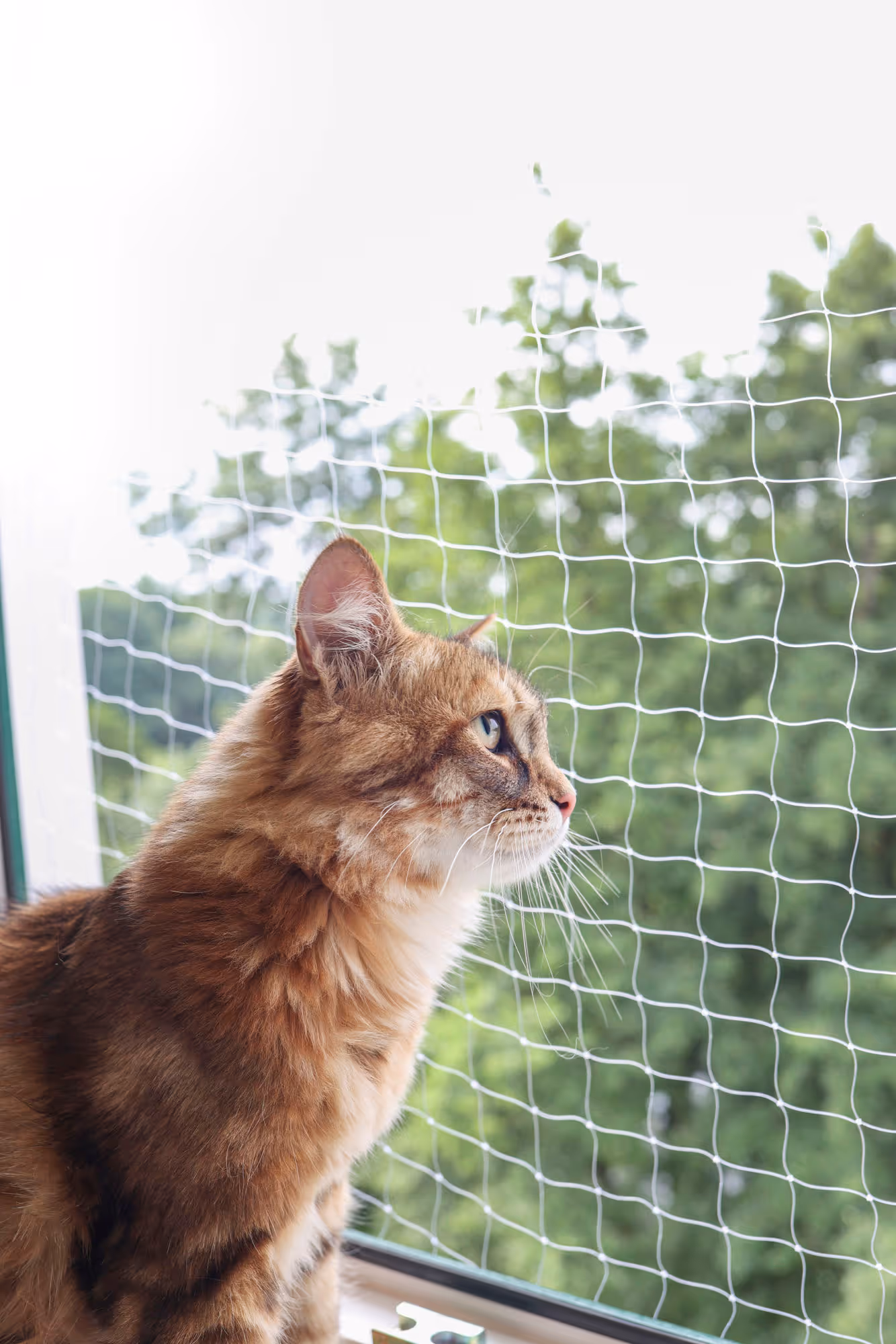 Filet de protection transparent, 2X3m