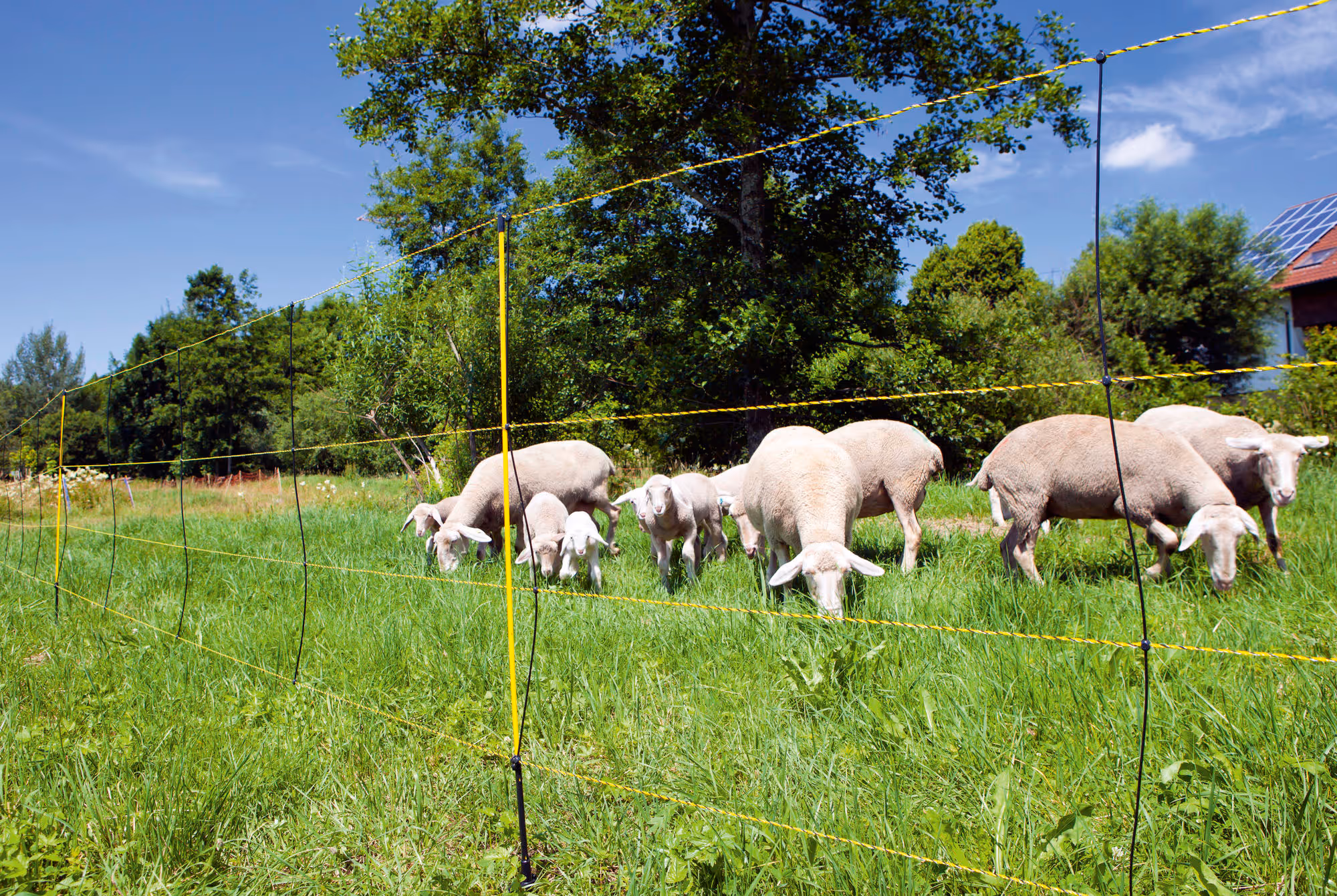 Filet cloture mouton EasyNet - 50mx105cm - Ako