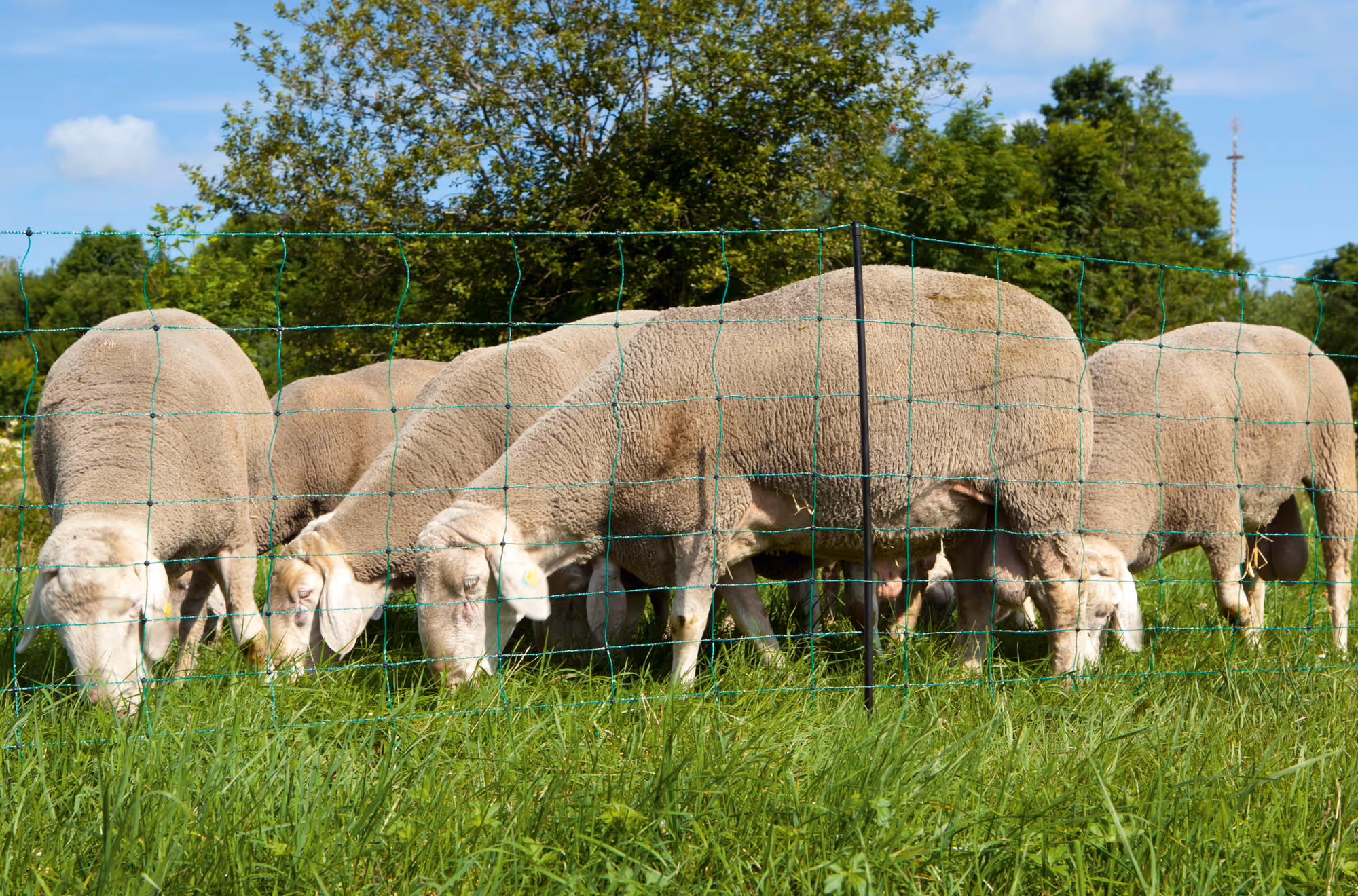 Filet mouton Ovinet 90 cm, double pointe, vert, 50 m
