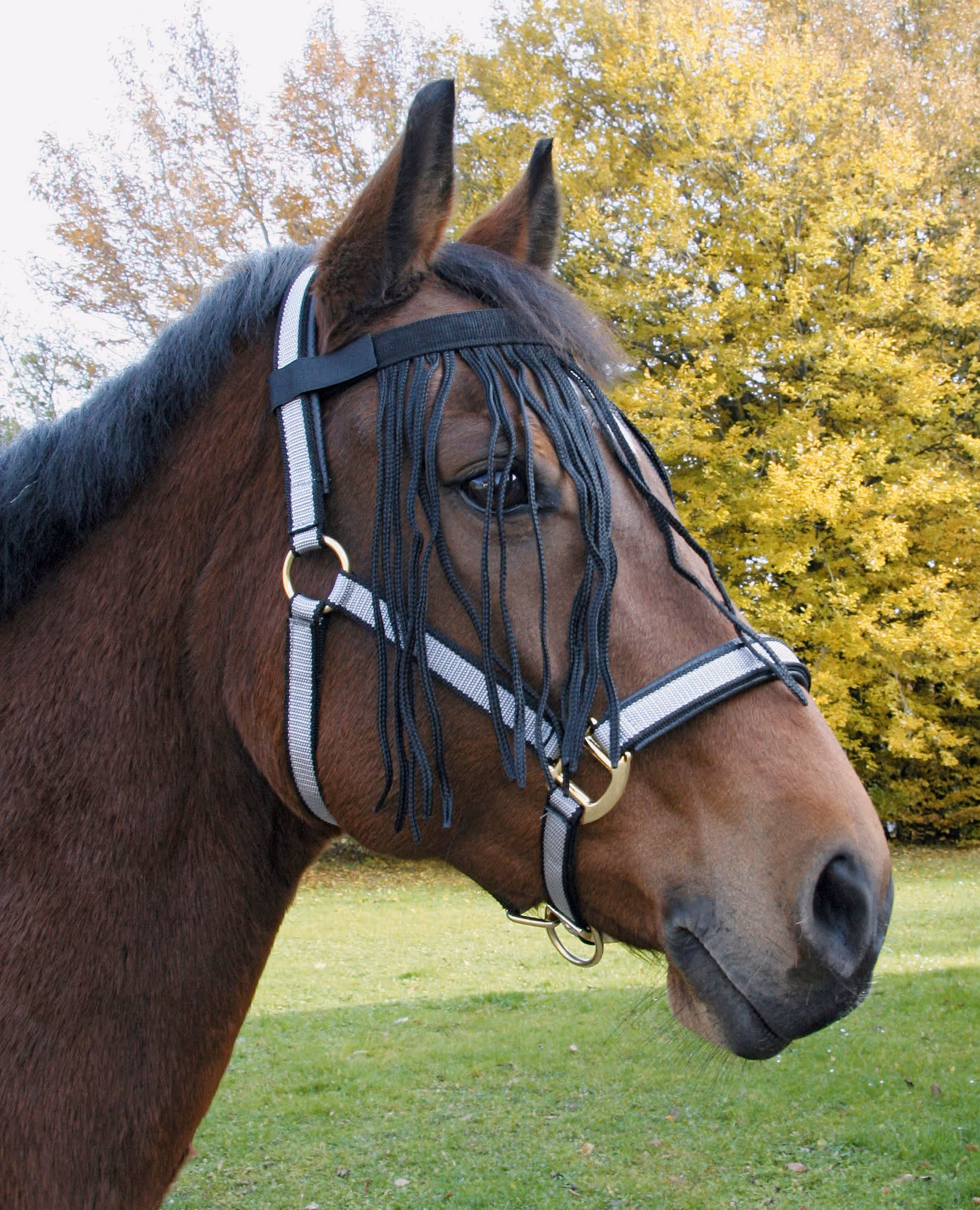 Frontal anti-mouche noir, pony
