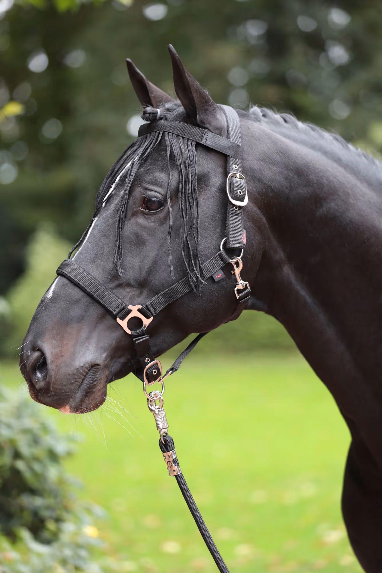 Frontal anti-mouche noir, pony